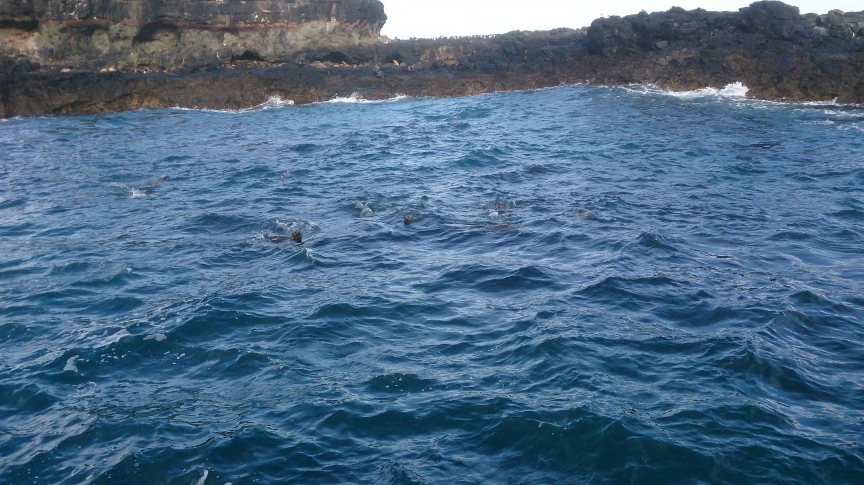 Activities in Phillip Island Cottages