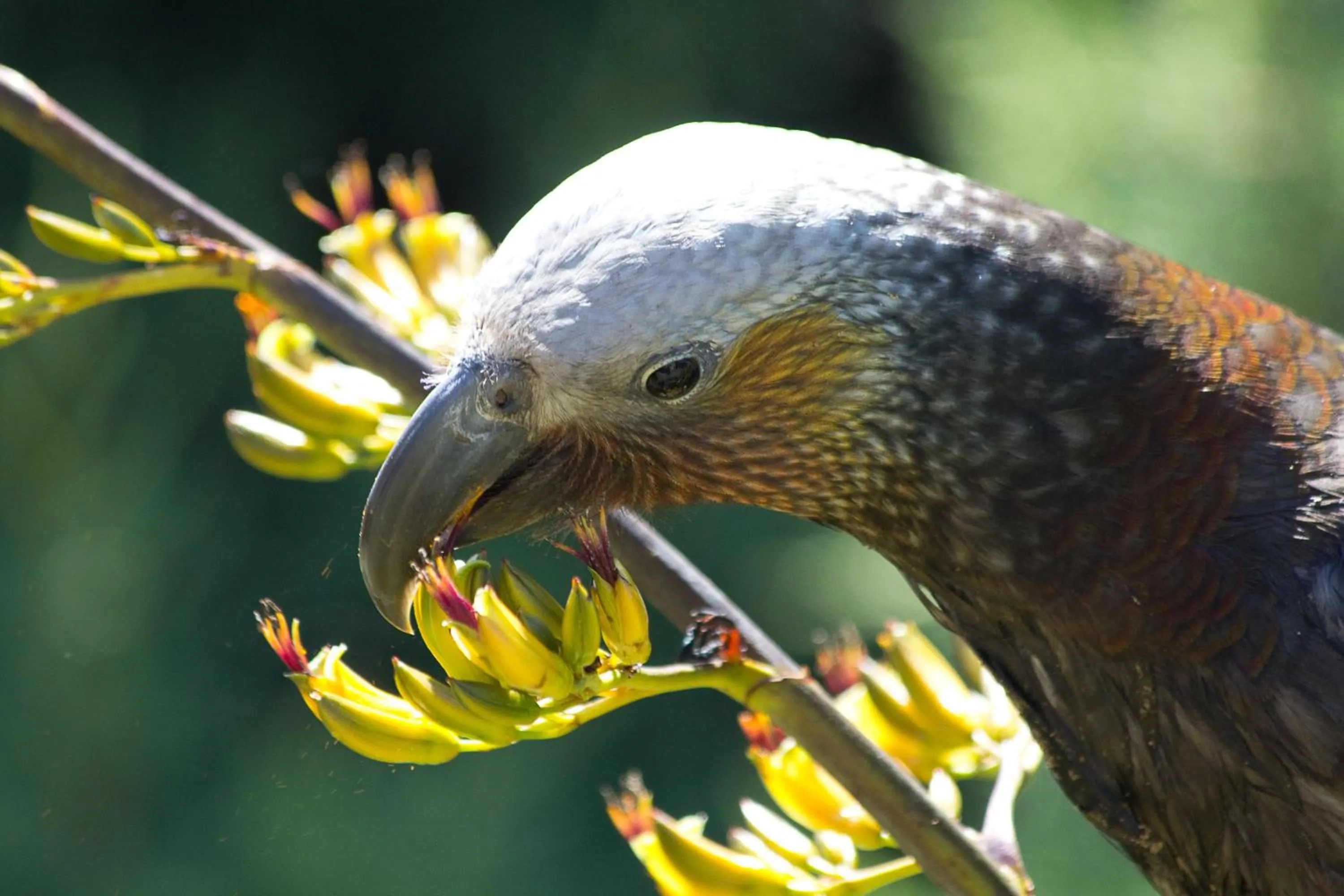 Natural landscape in Kowhai Lane Lodge