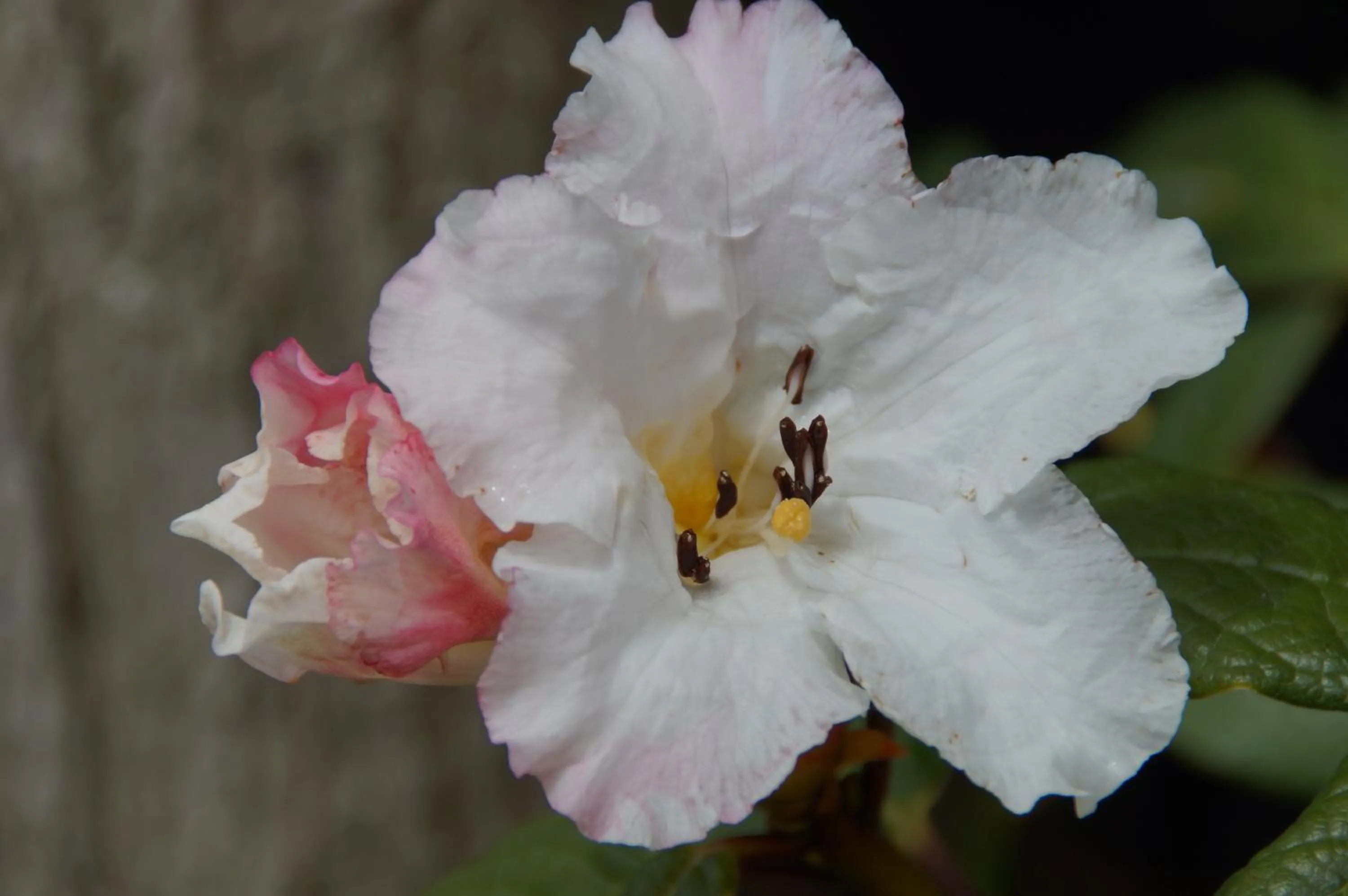 Garden view in Olive House Bed and Breakfast