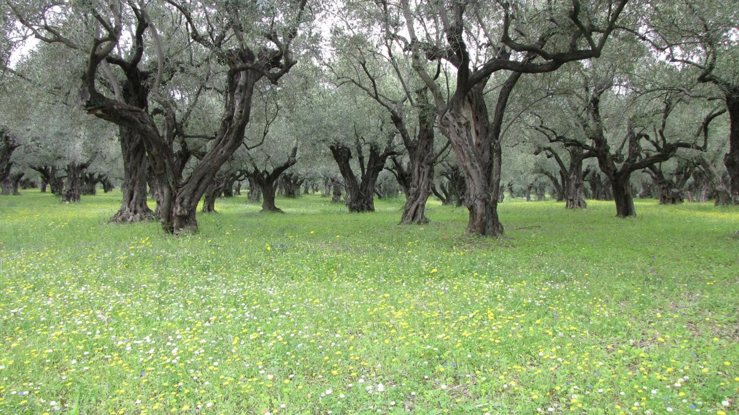 Natural landscape in Palirria Hotel & Studios