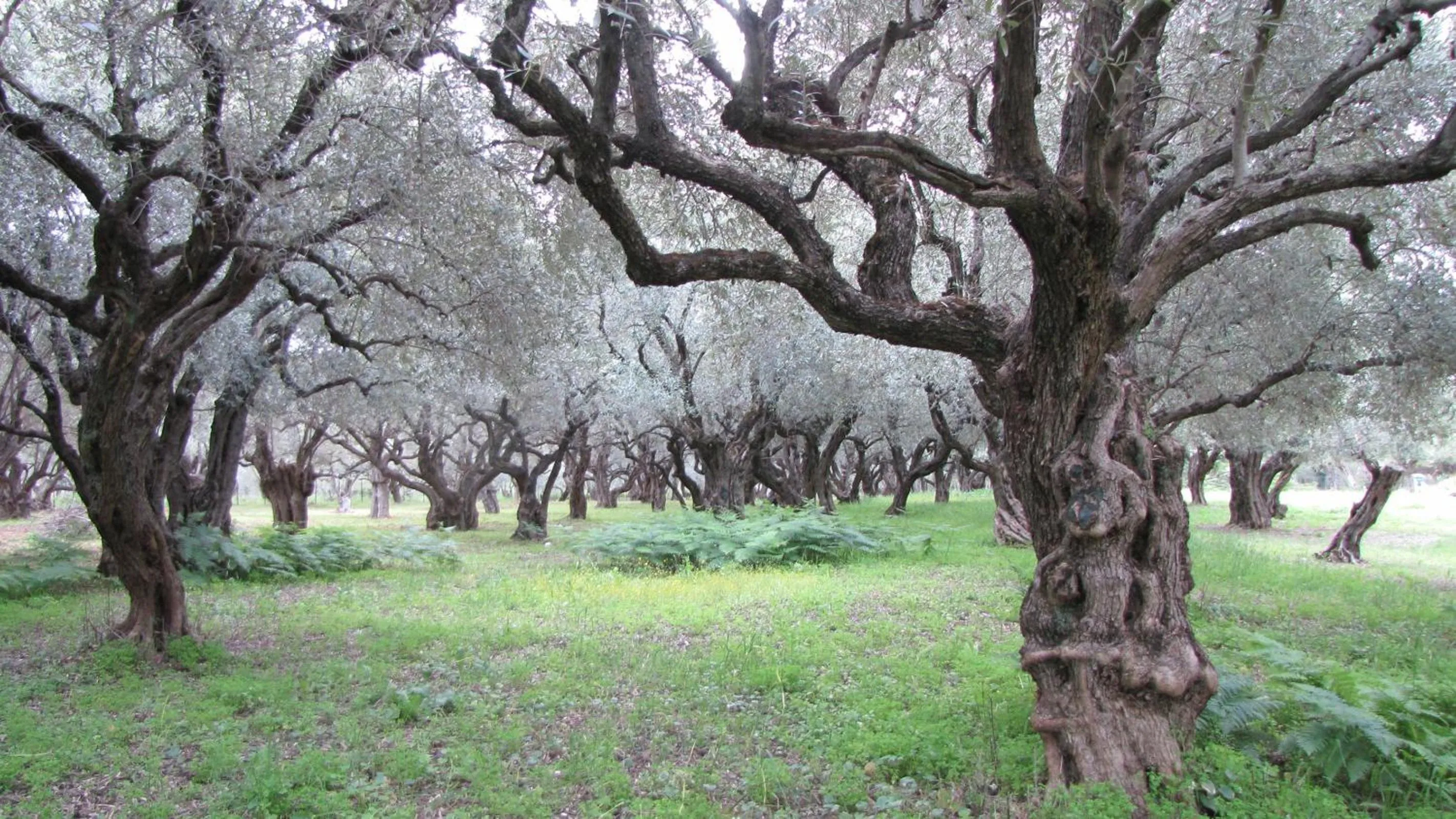 View (from property/room) in Palirria Hotel & Studios
