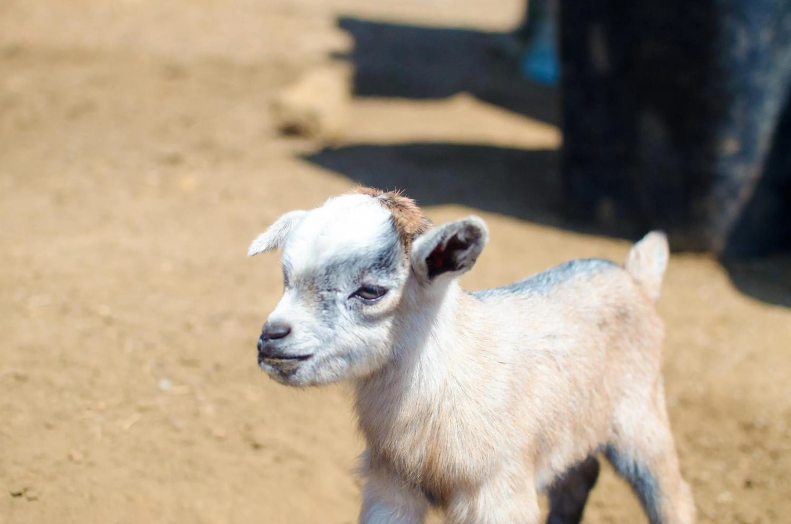 Animals in Gooderson Kloppenheim Country Estate