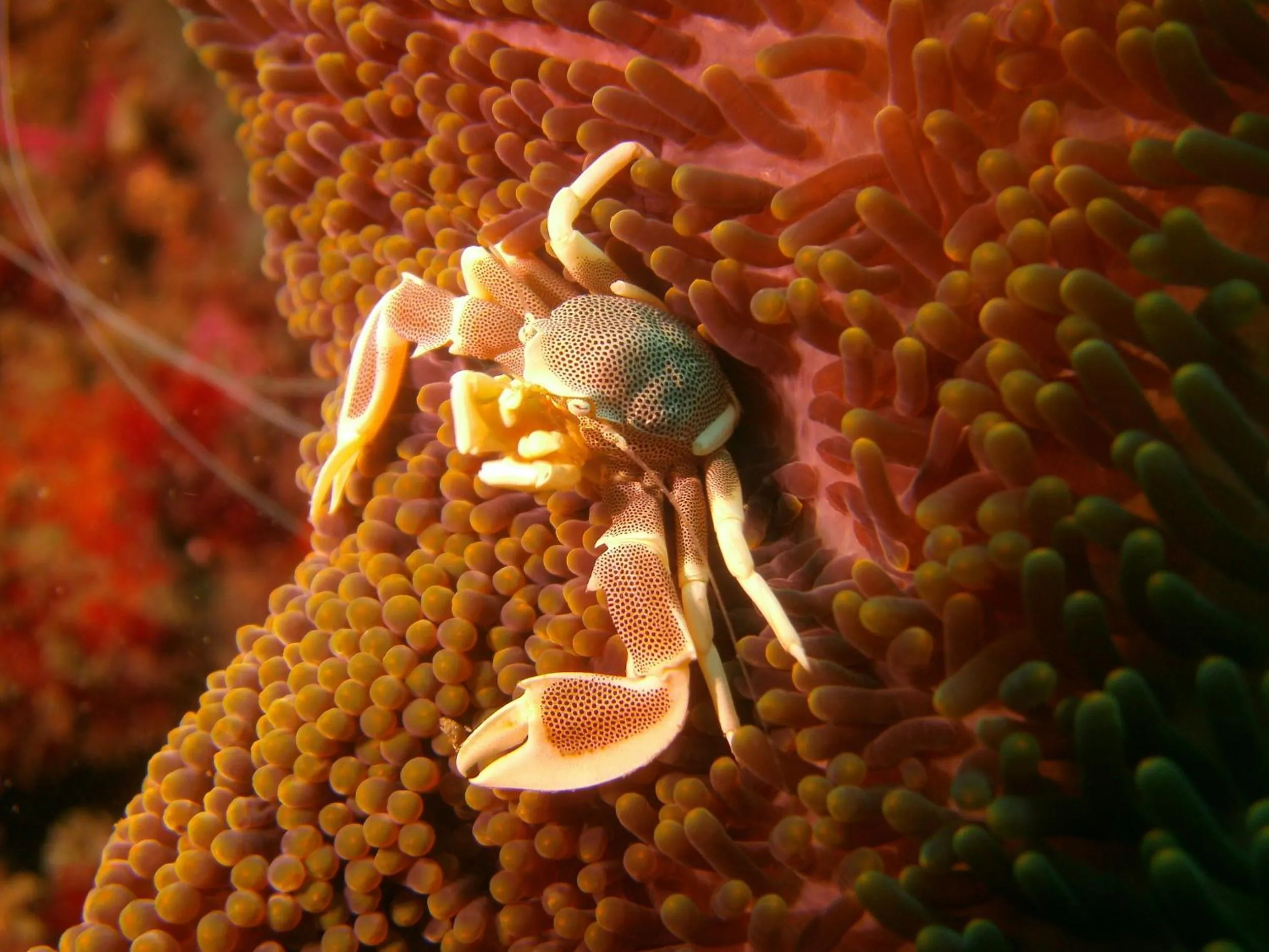 Diving in Bali Oase Resort