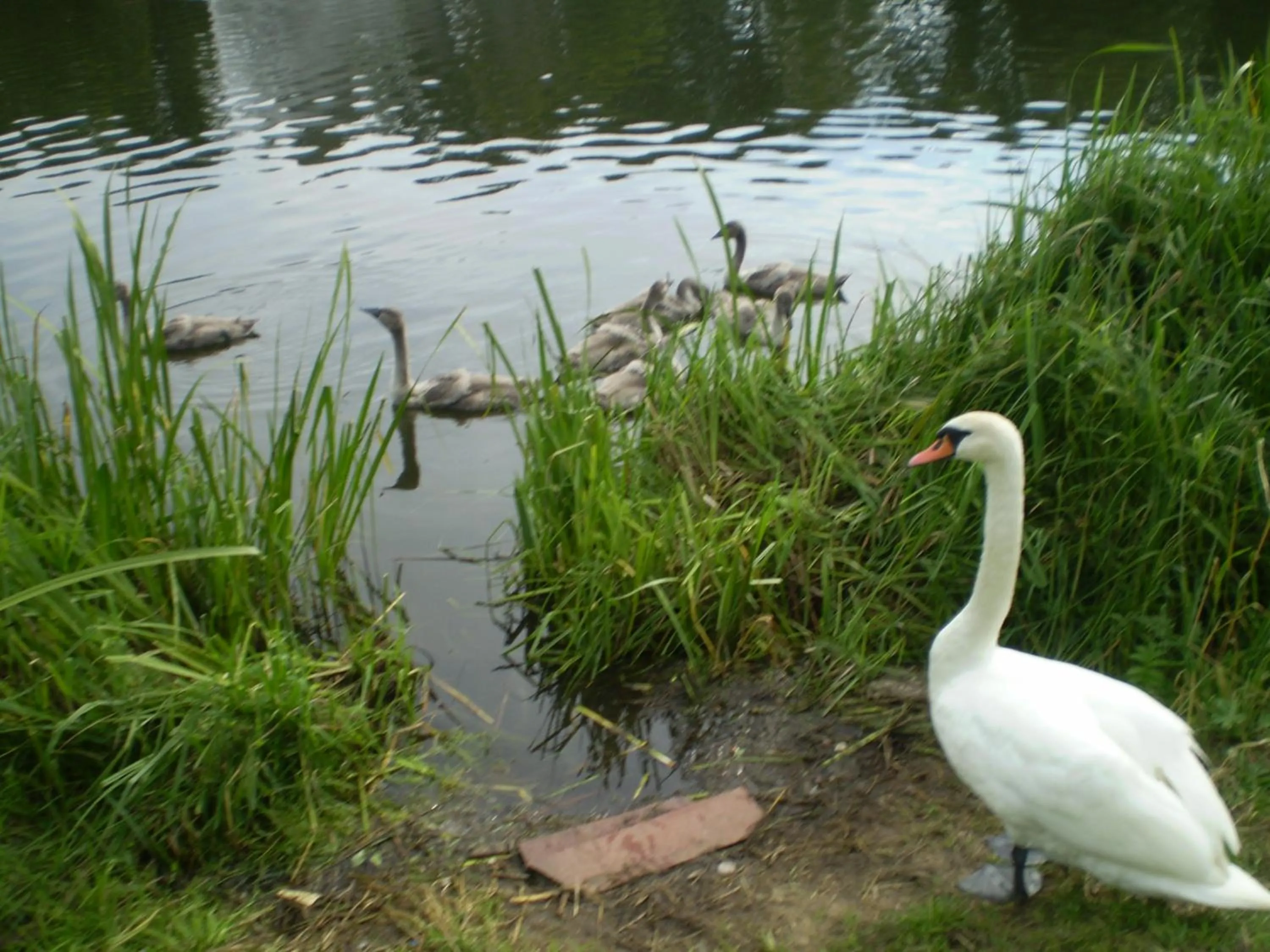 Day in Saule