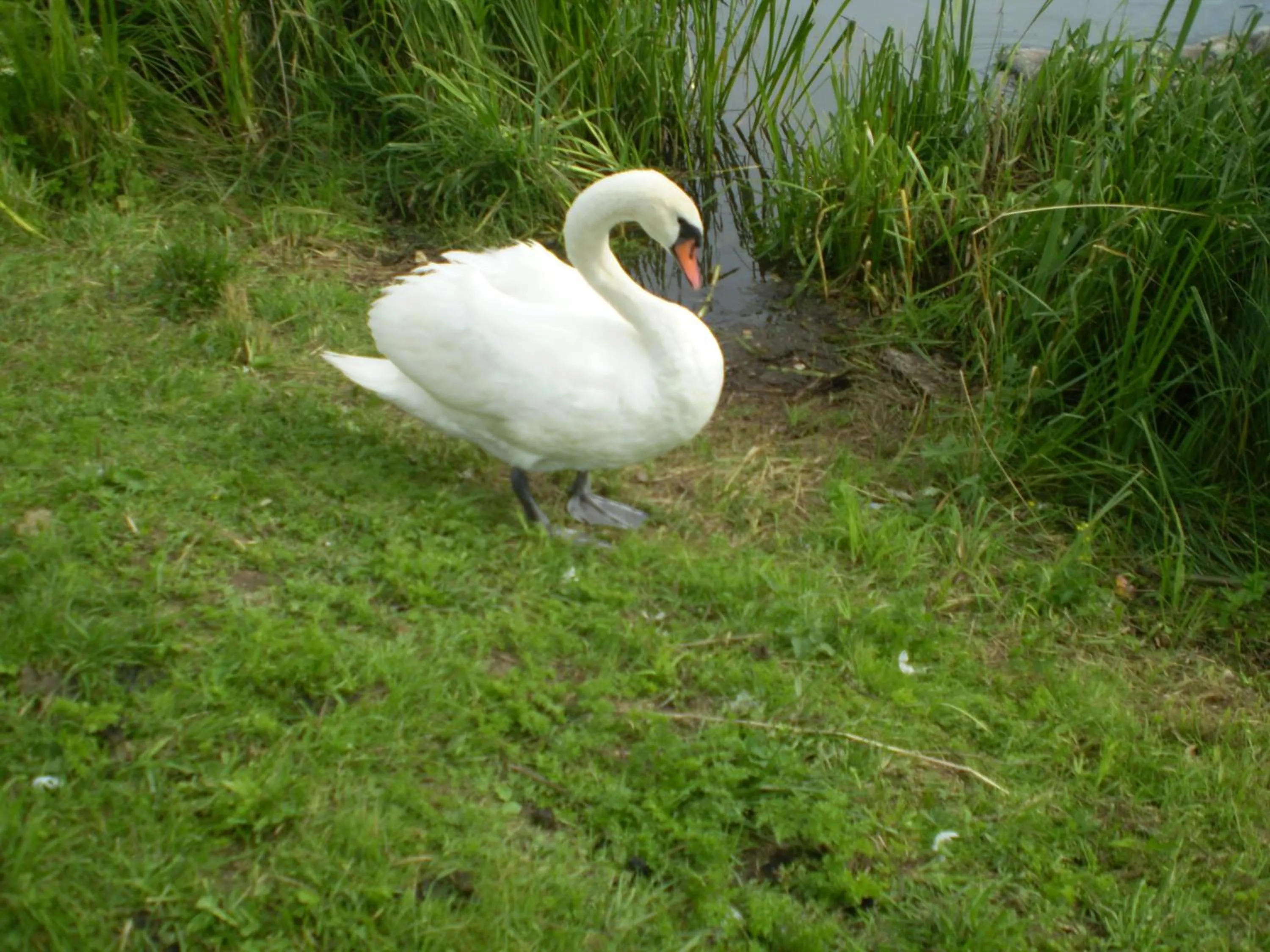 Day in Saule