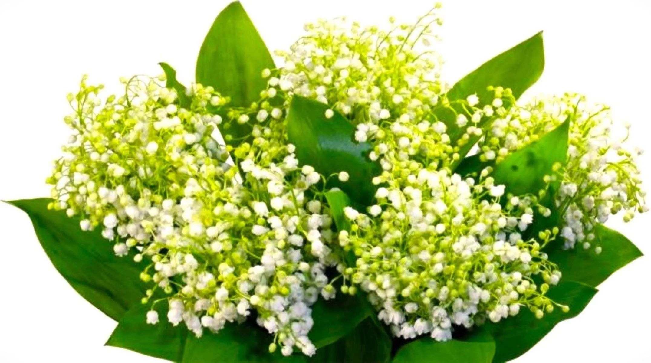 Spring in Saule