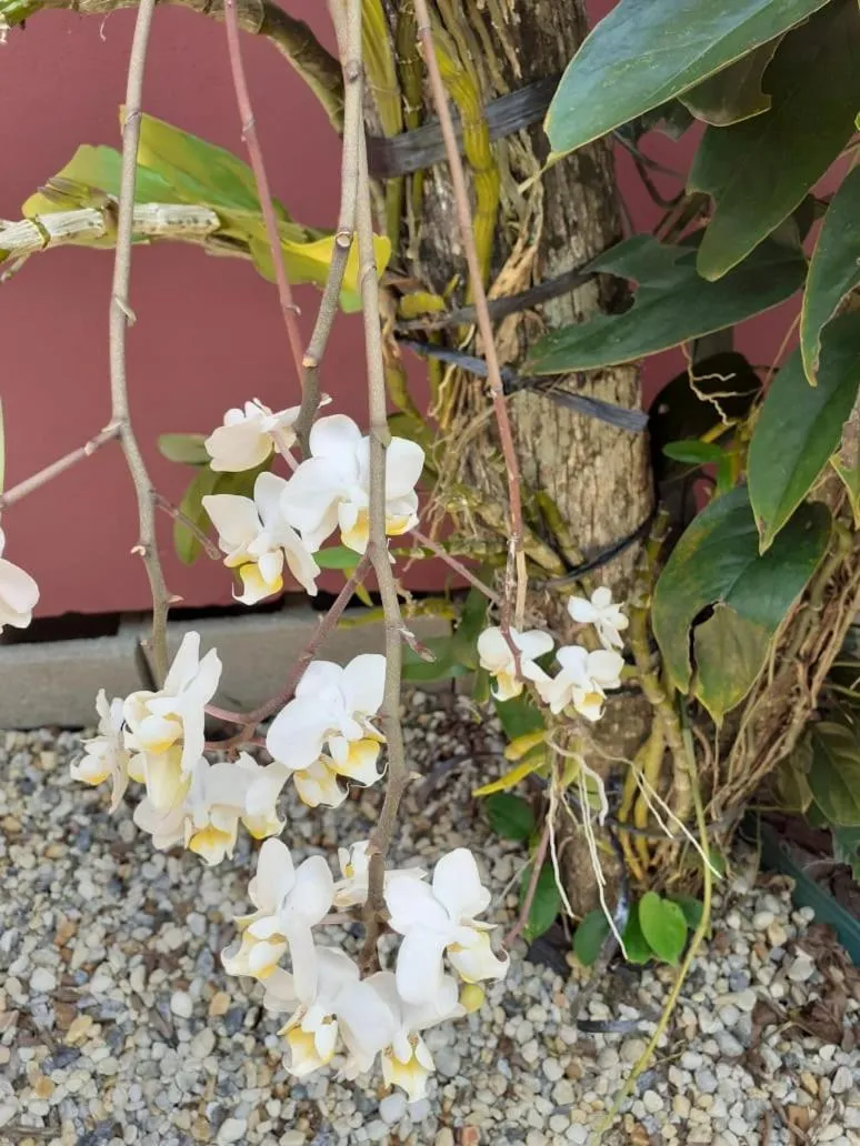 Garden in Vila Figueiredo das Donas