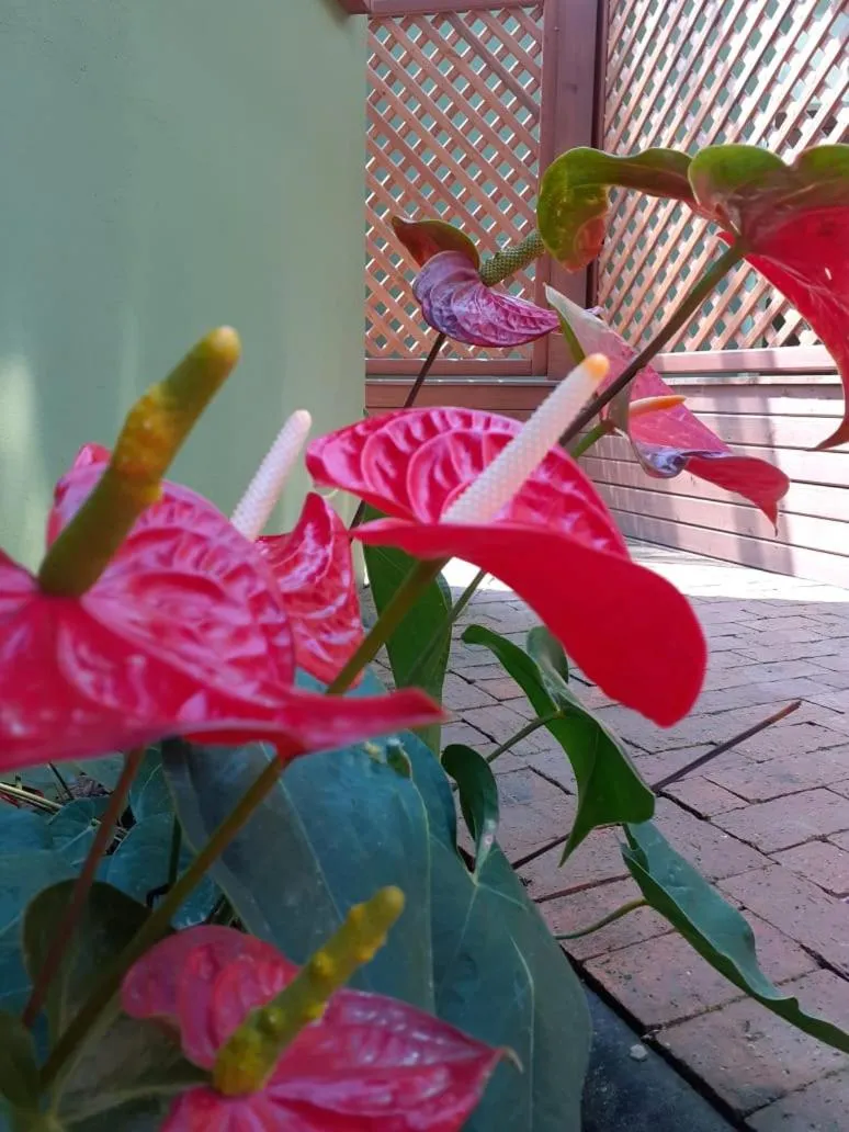 Garden in Vila Figueiredo das Donas