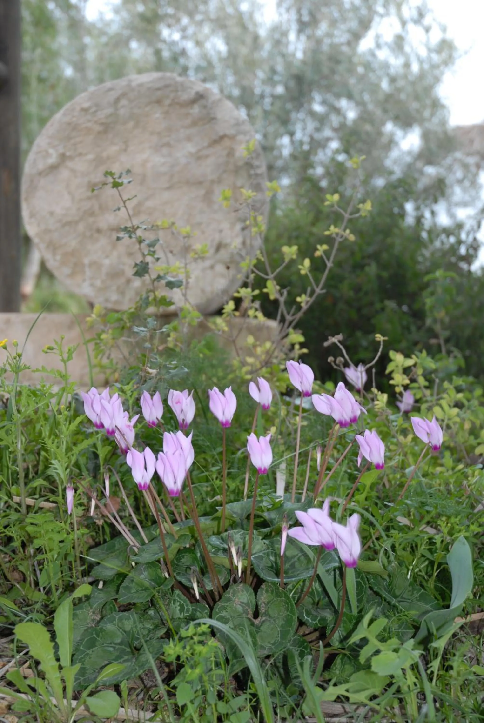 View (from property/room) in Logos hotel in Yad Hashmona