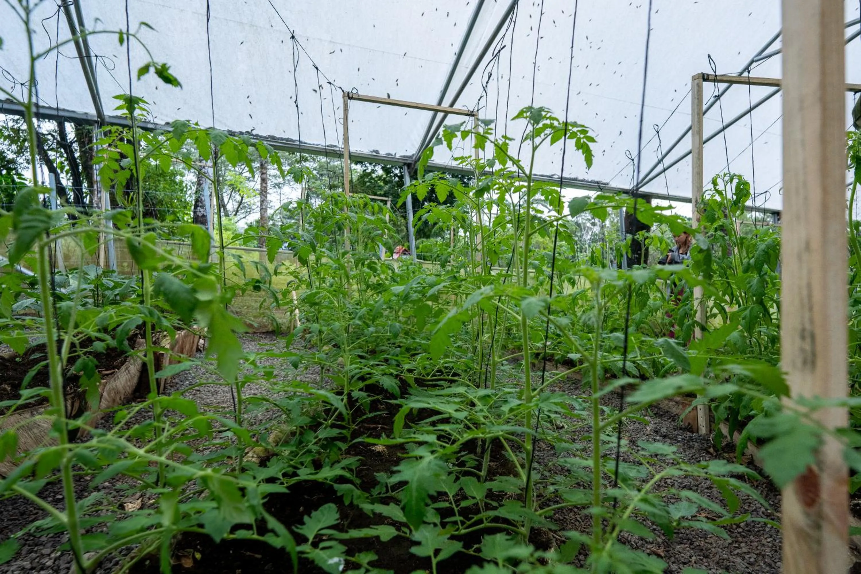 Garden in Koora Monteverde a Cloud Forest Hotel by Sandglass