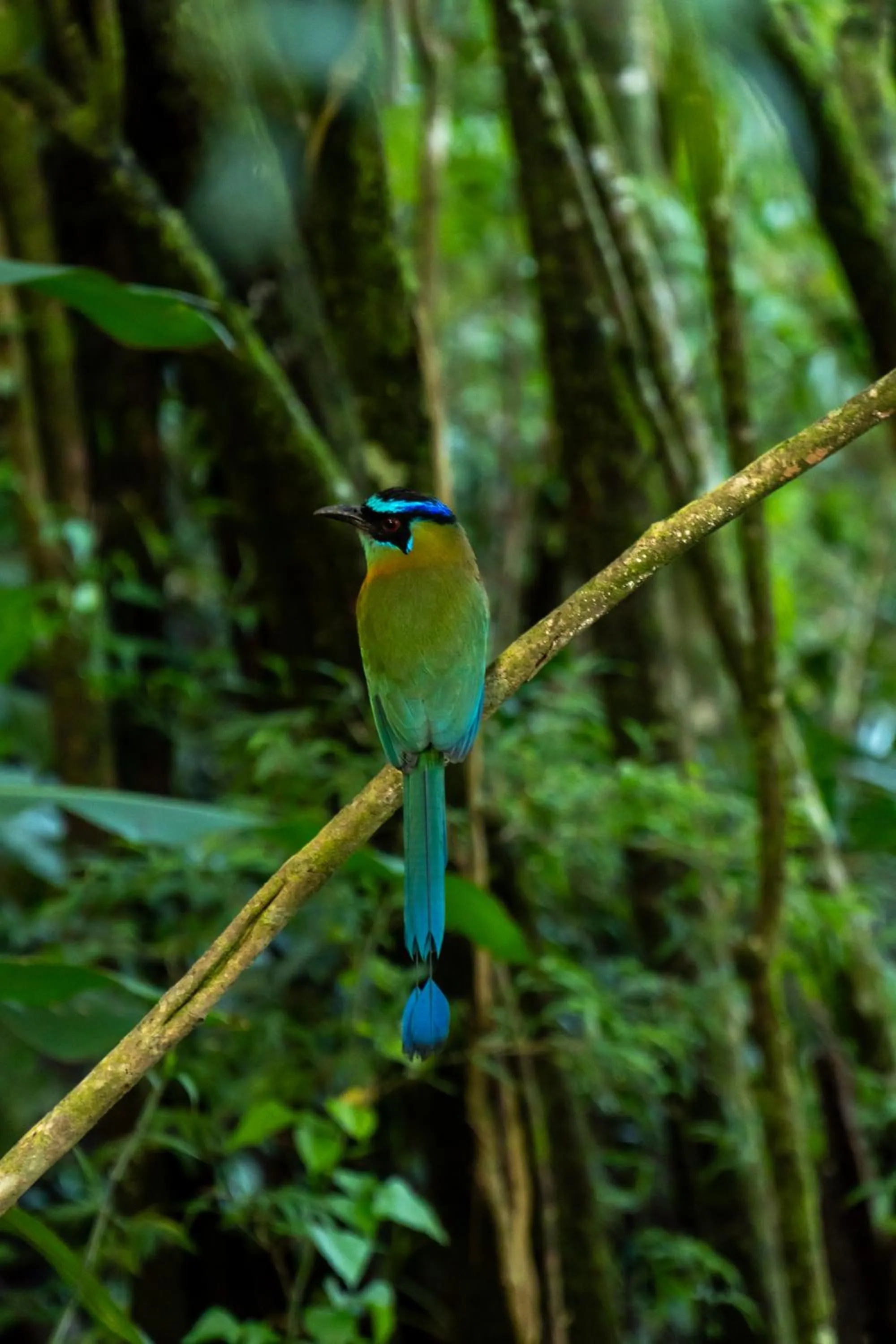 Natural landscape in Koora Monteverde a Cloud Forest Hotel by Sandglass