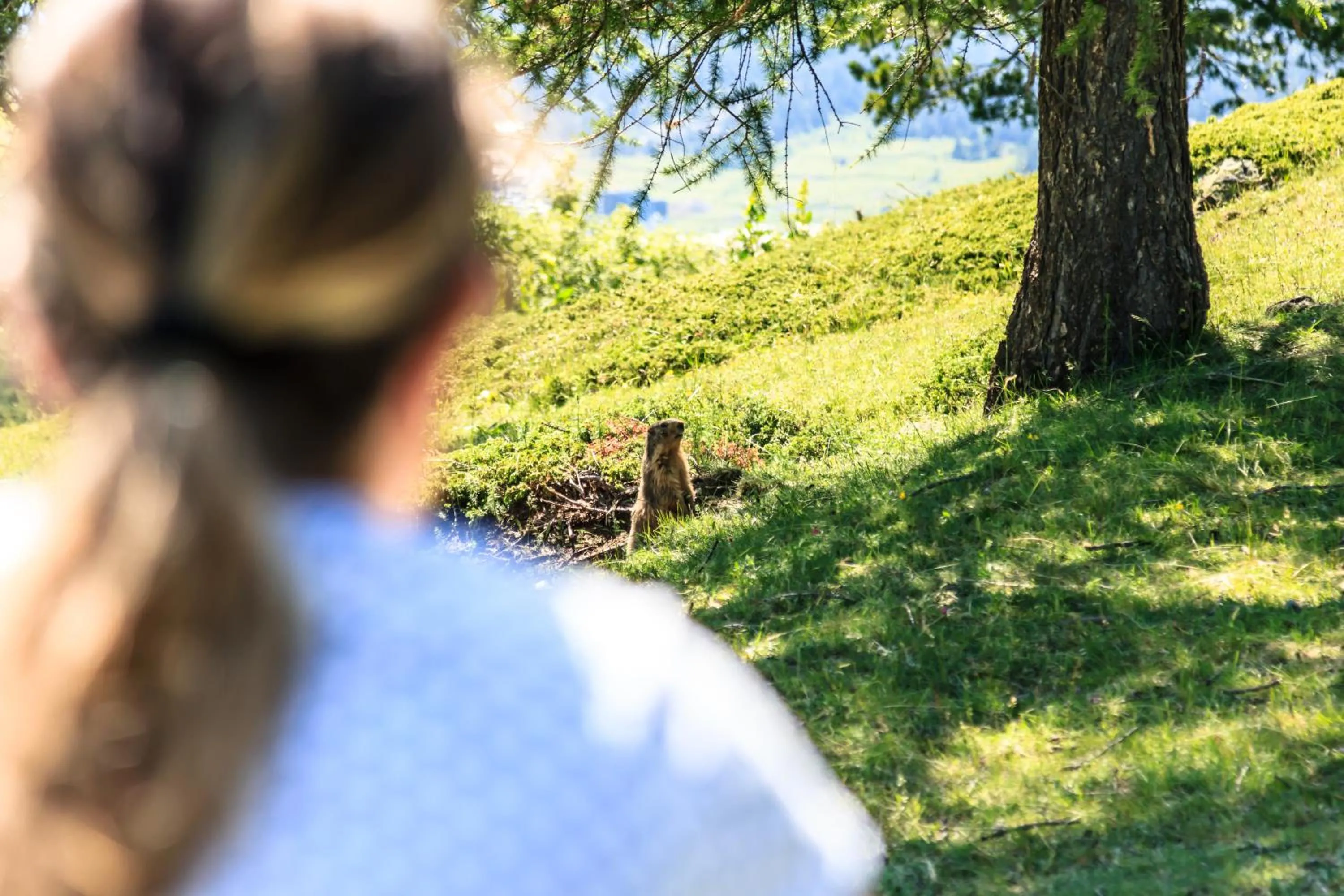 Natural landscape in Hotel Al Foiron