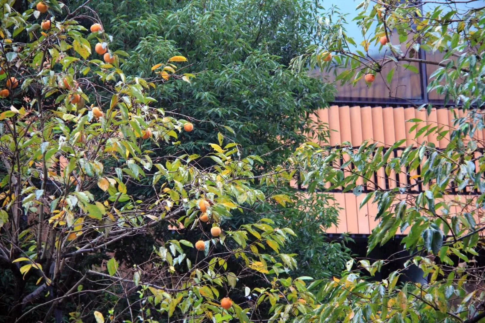 Natural landscape in HUALUXE Shanghai Twelve At Hengshan