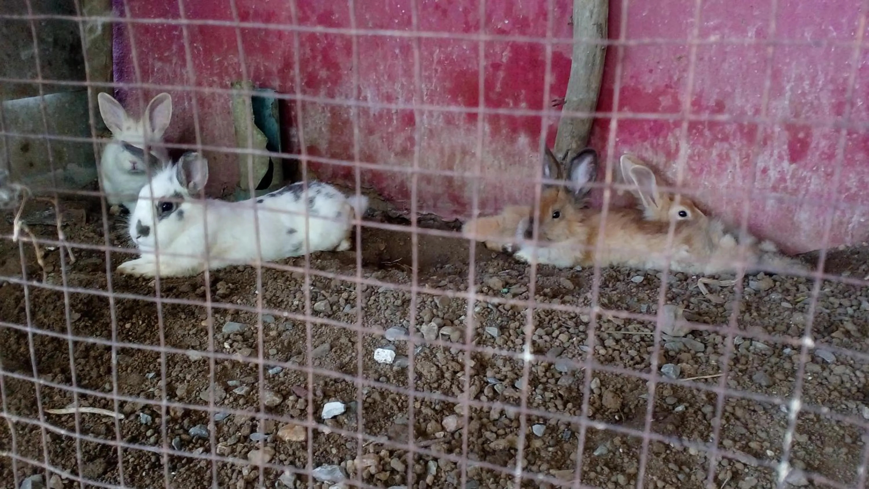Pets in RuengsriSiri Guesthouse