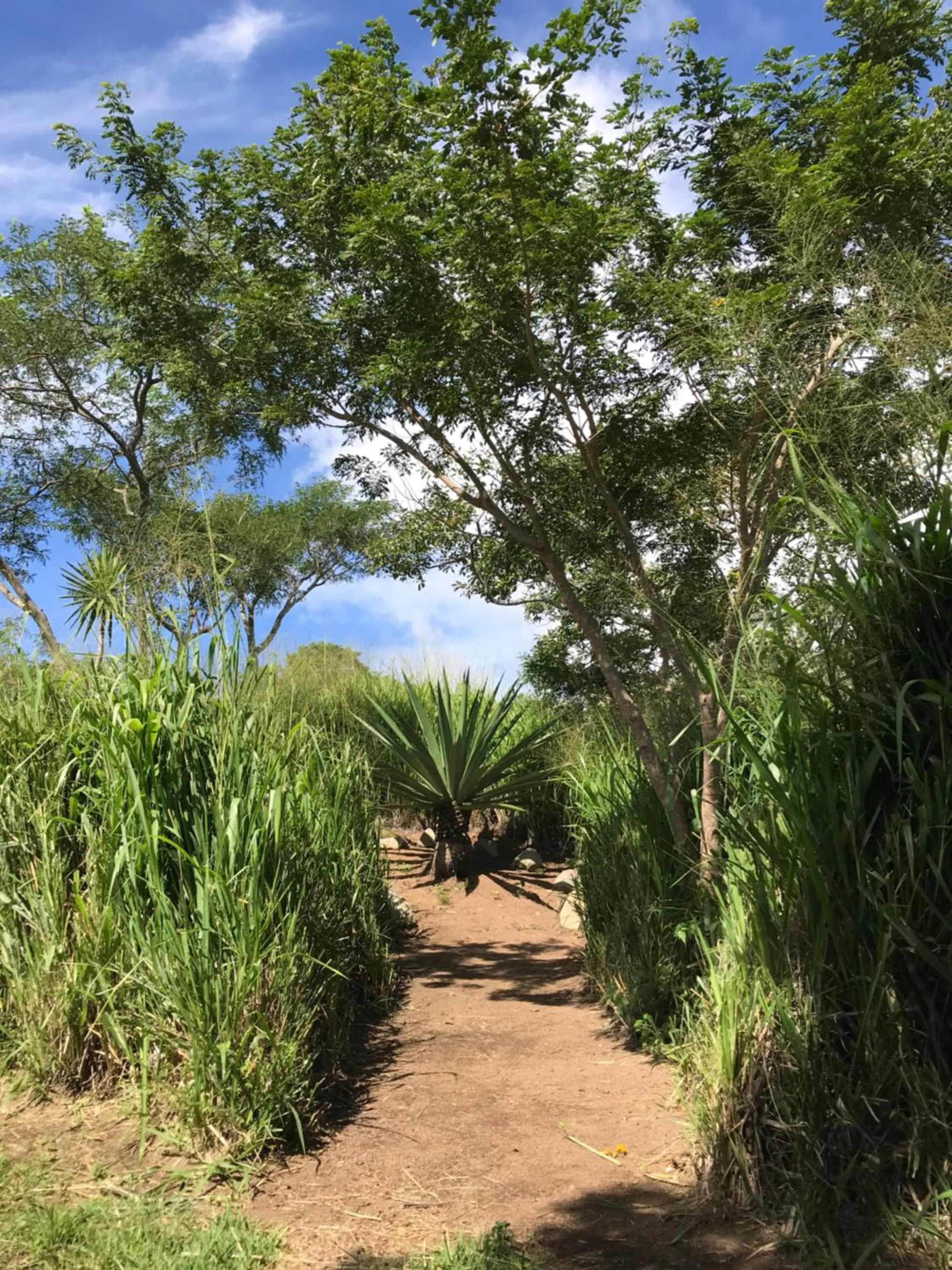 Garden in El Sol Monteverde