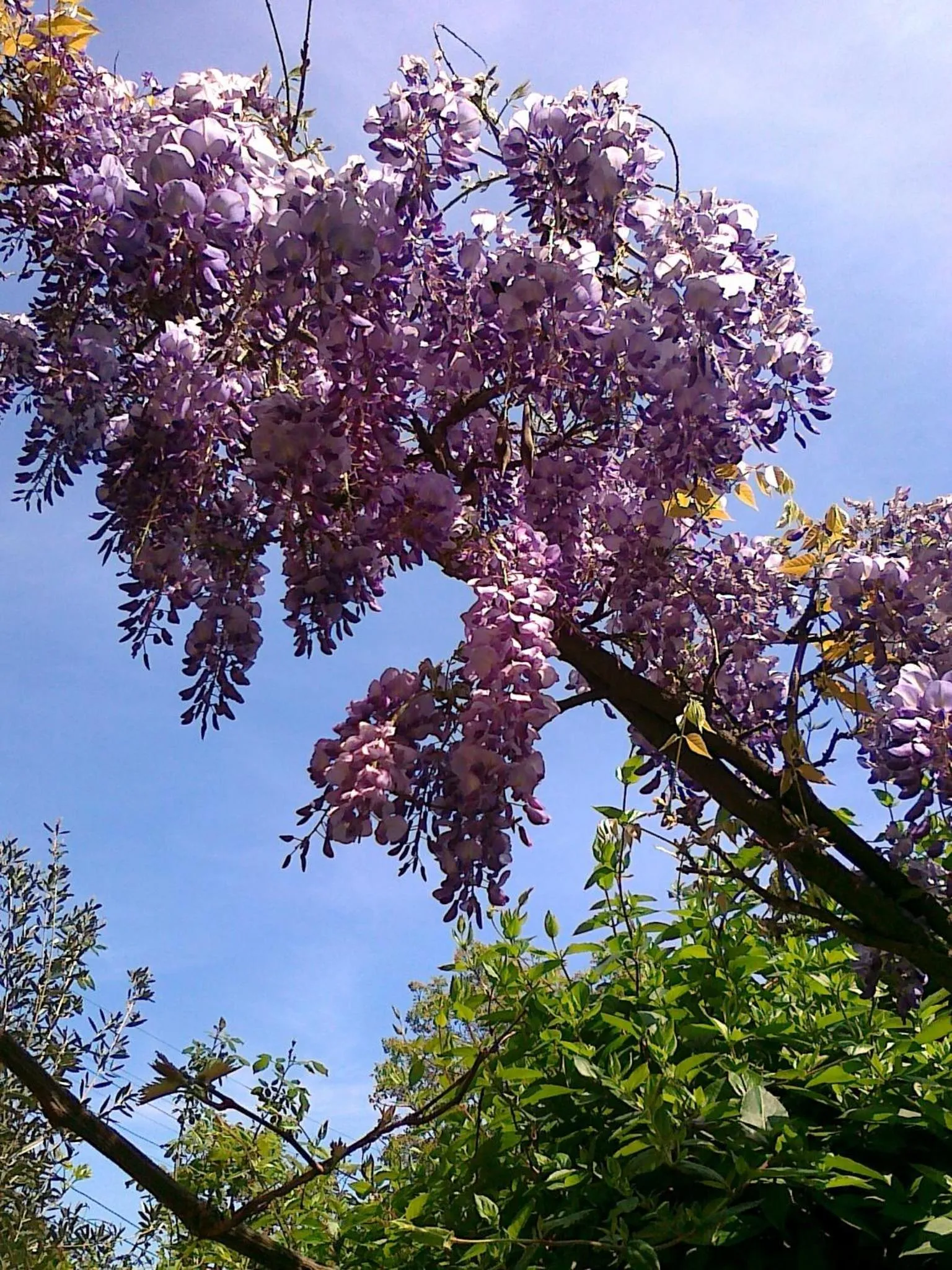Garden in The Colourful Mansion Hotel