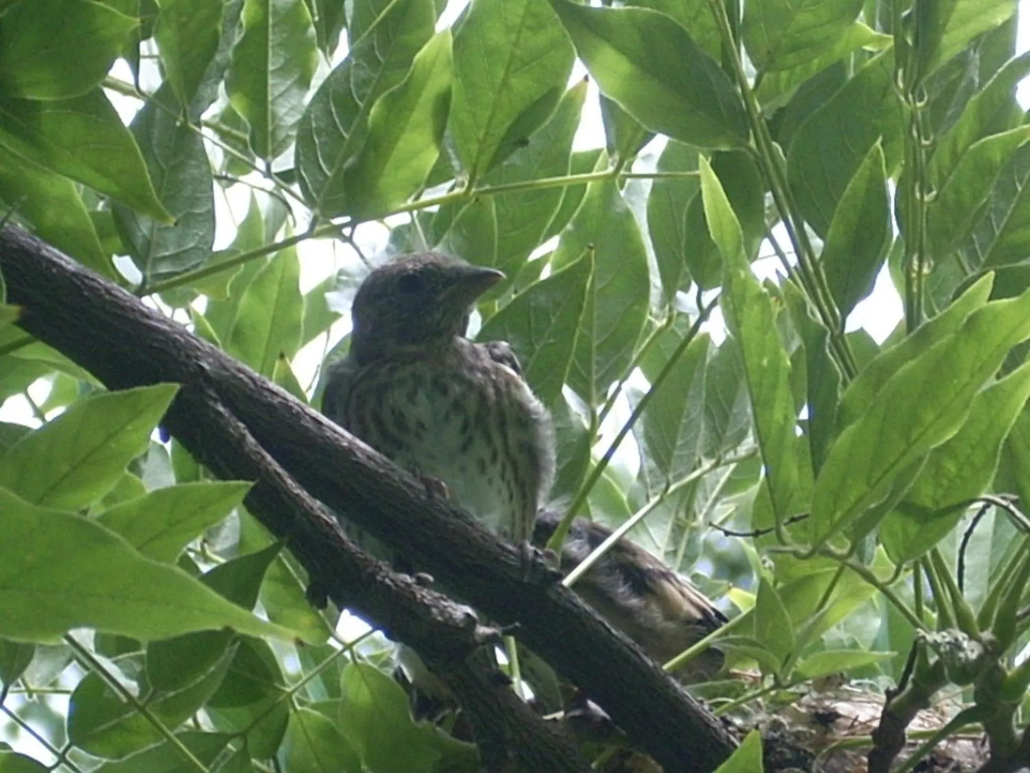 Garden in The Colourful Mansion Hotel