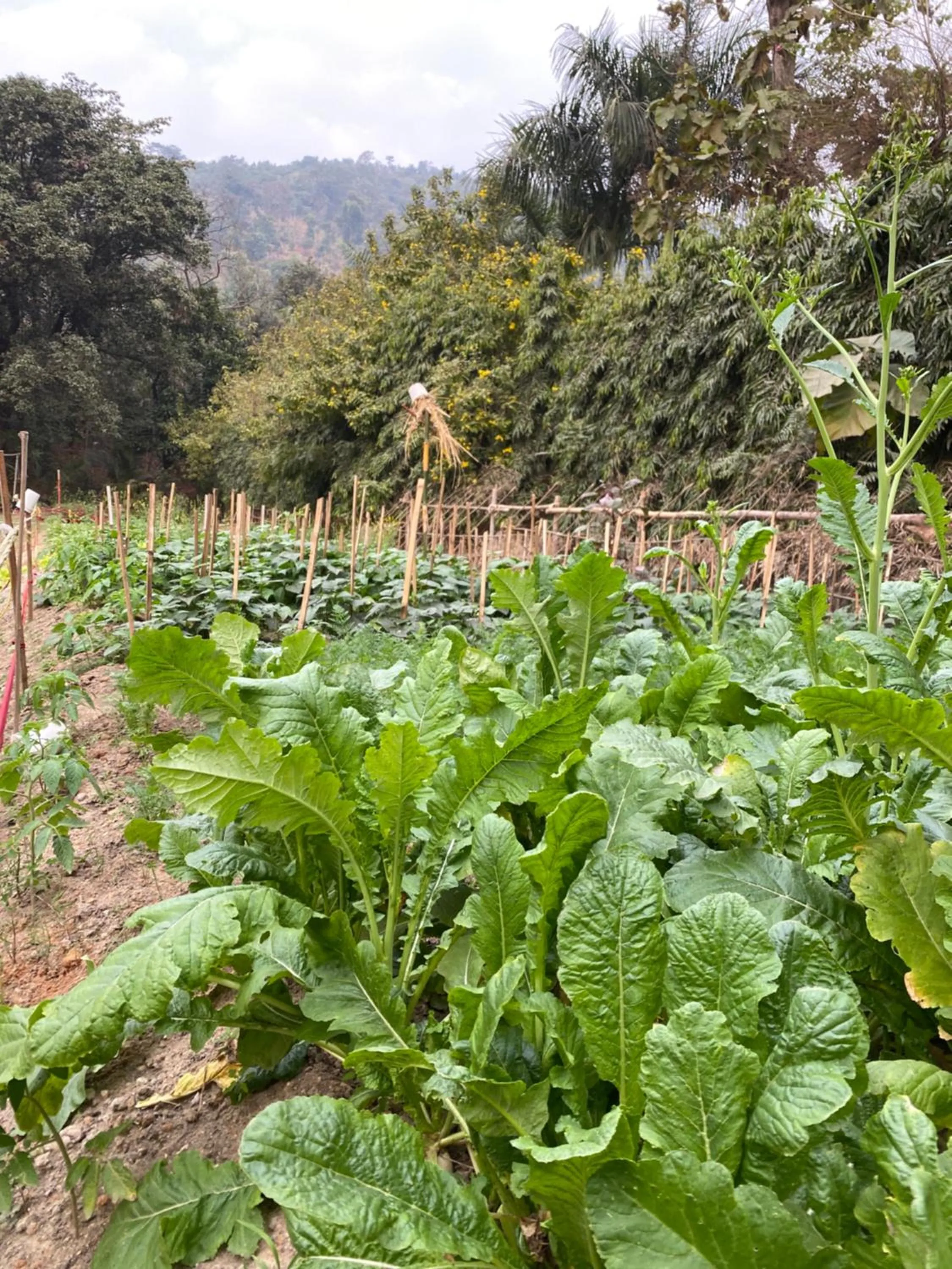 Garden in The Greenwood Resort, Guwahati