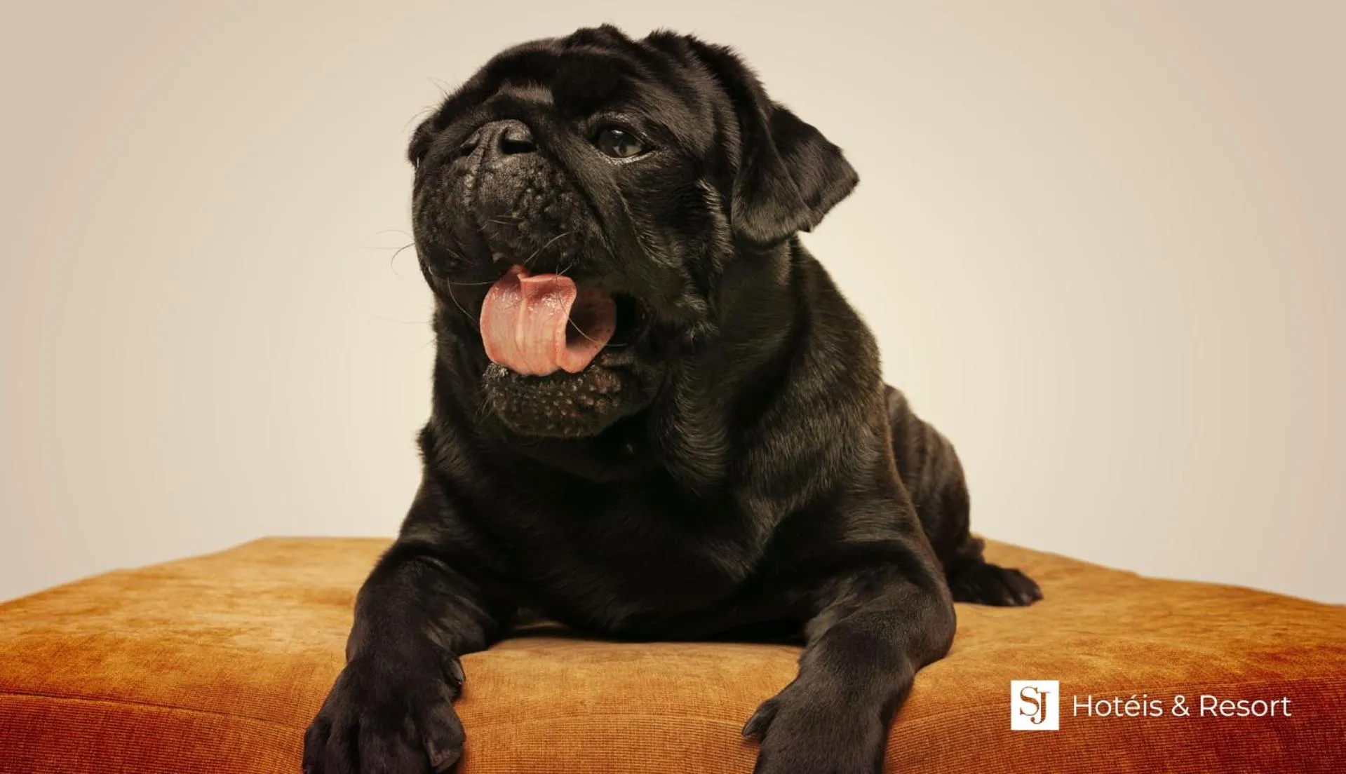 Animals in SJ Executive - San Juan Curitiba