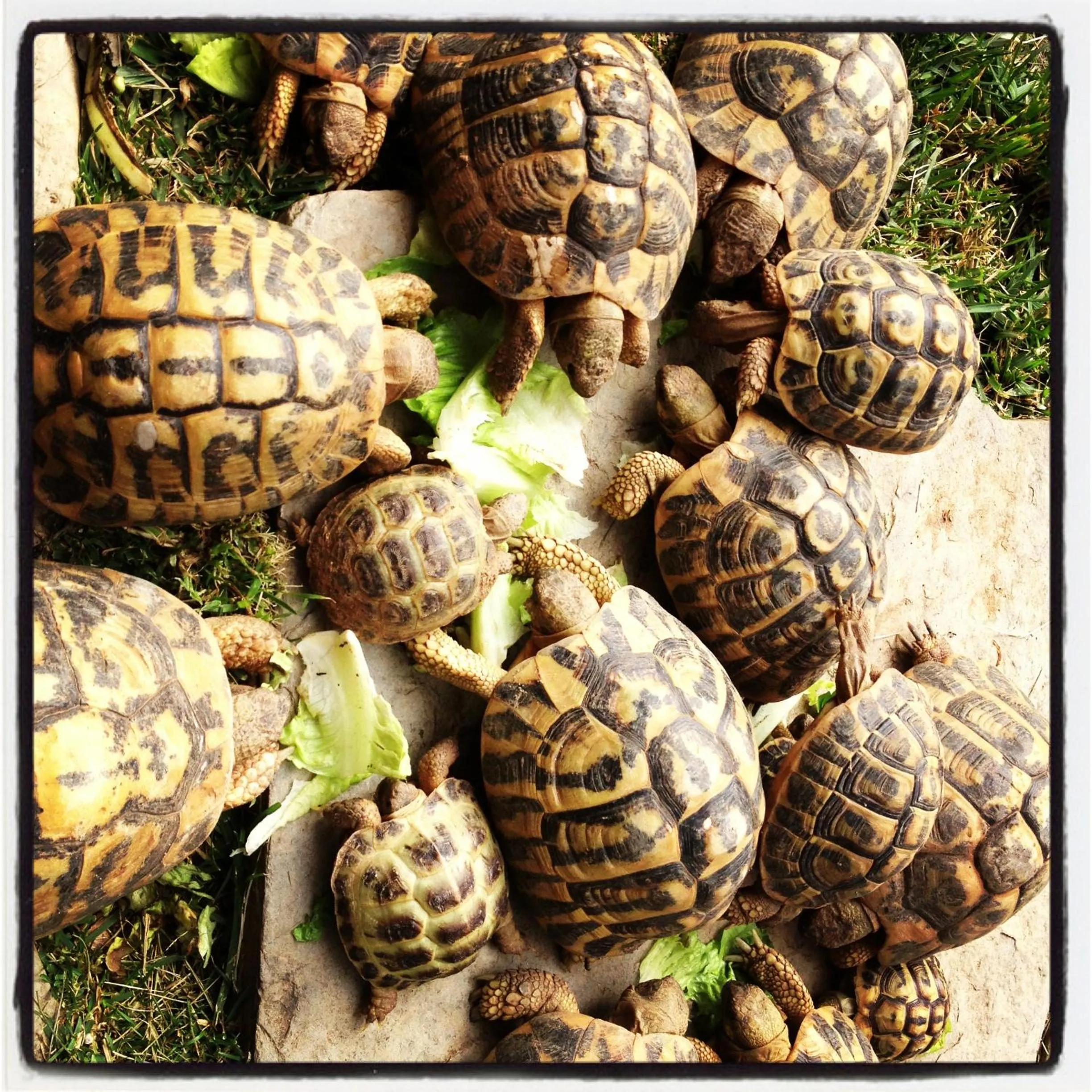 Pets in Le Tartarughe rooms