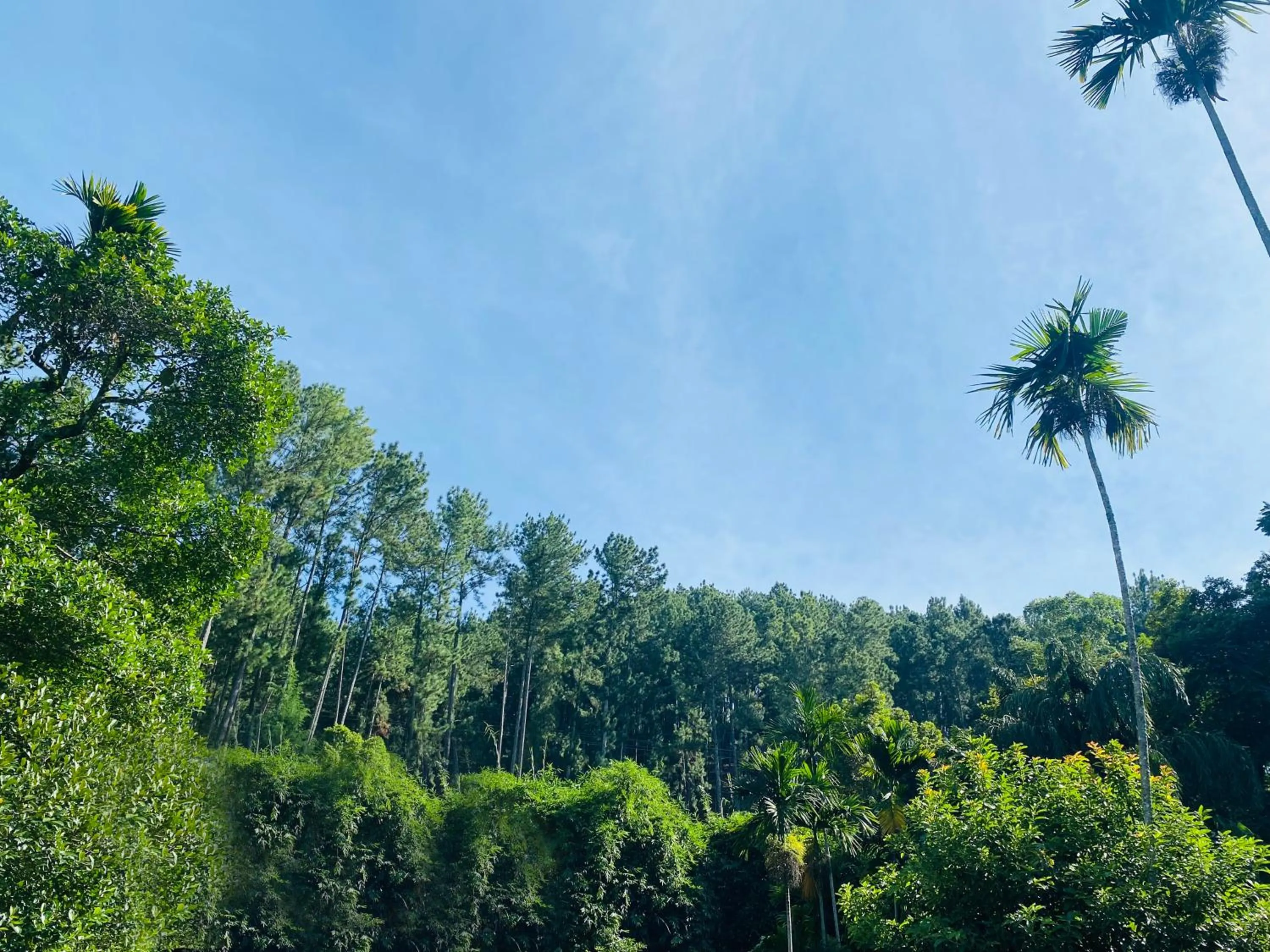 Mountain view in Misty Elegance - Ella.