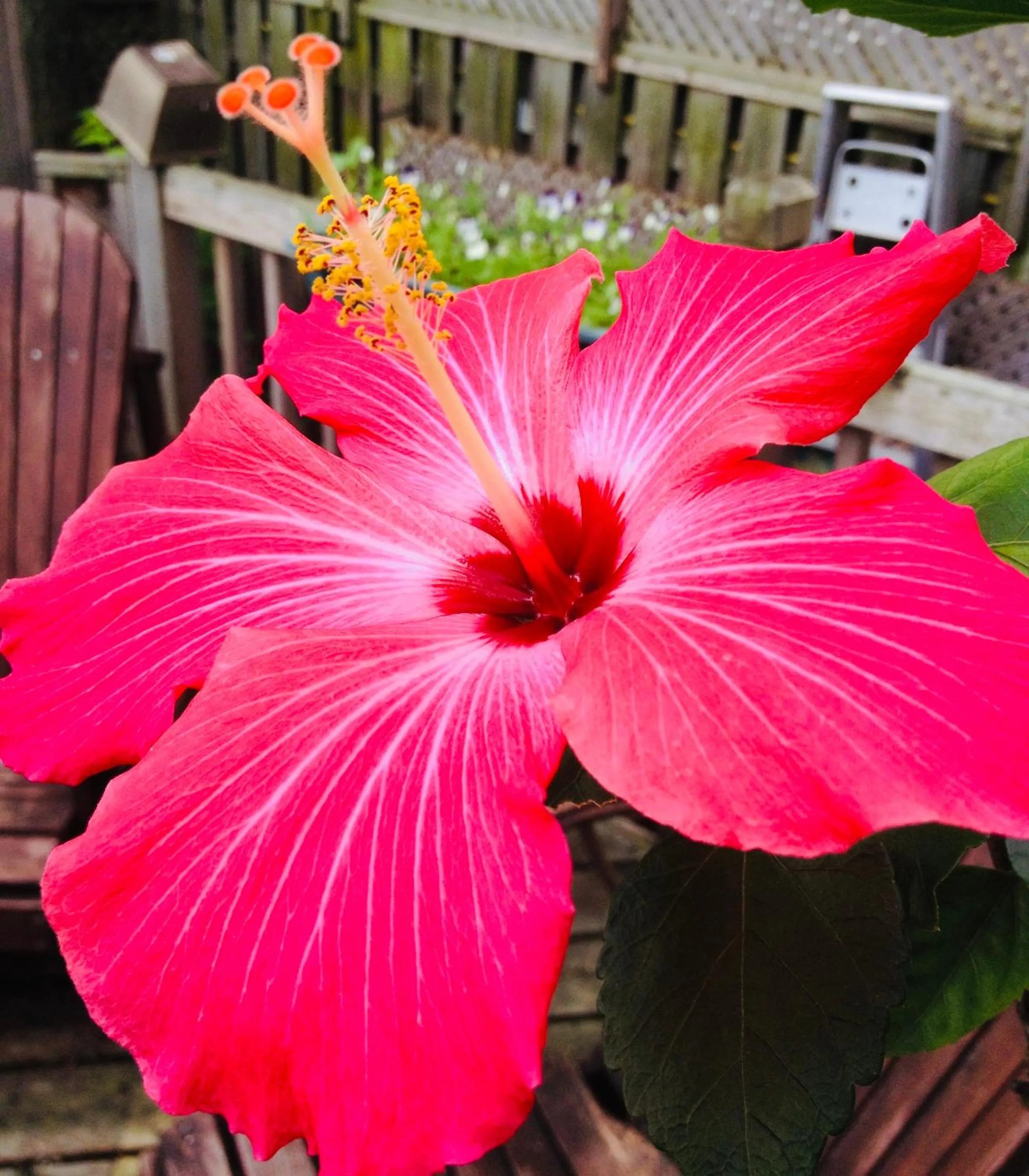 Garden in Repos & Manna Downtown Montréal