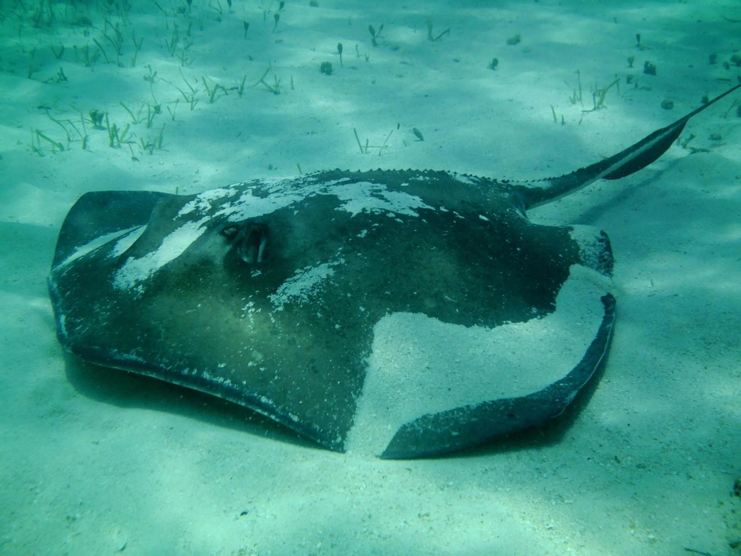 Snorkeling in Paradise Bay Bahamas