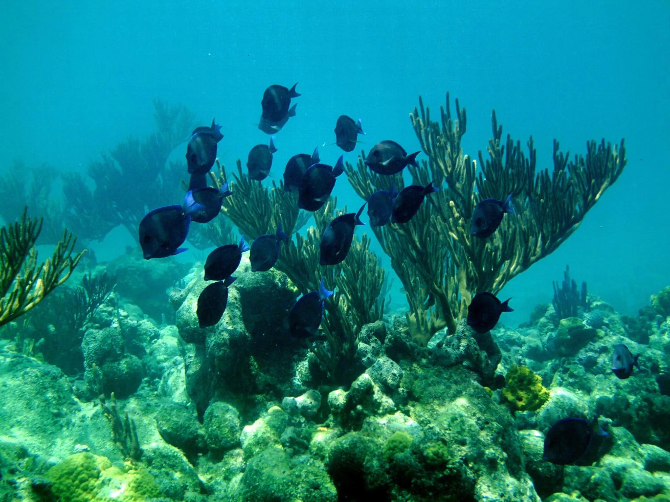 Snorkeling in Paradise Bay Bahamas