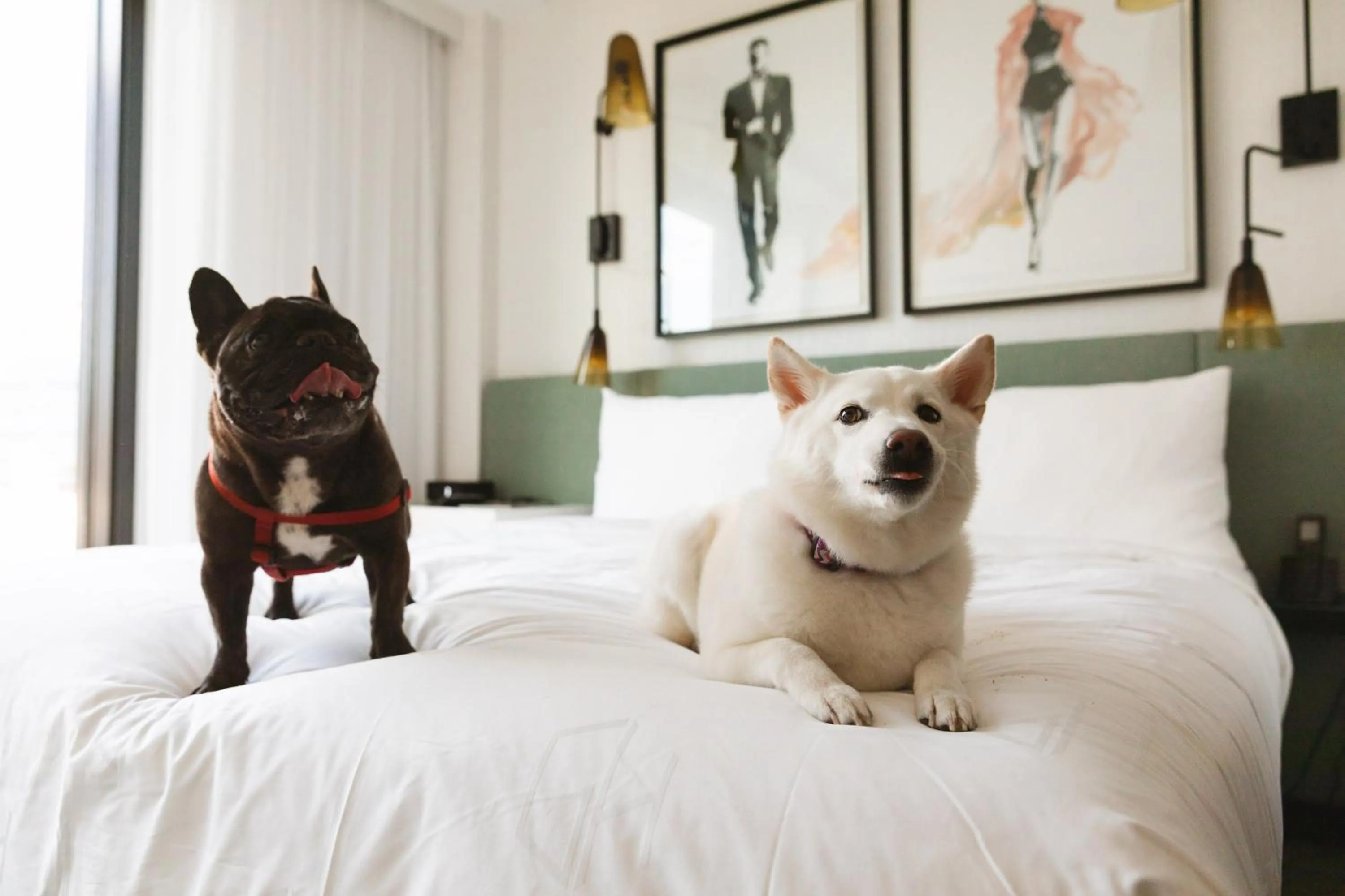 Pets, Bed in The Godfrey Hotel Hollywood