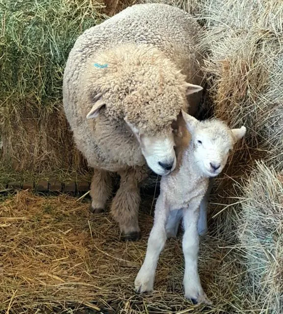 Spring in Rooks Edge