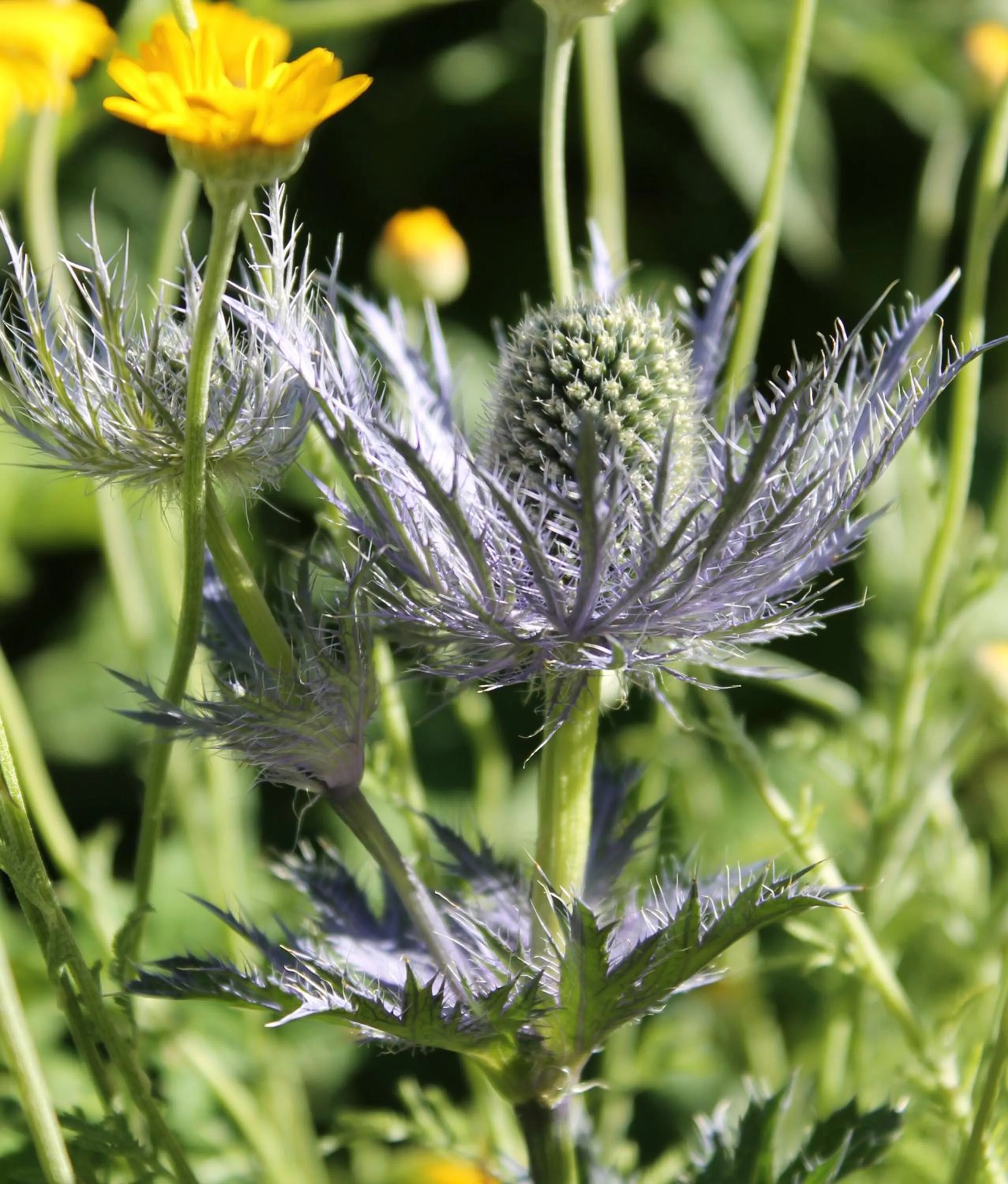 Decorative detail in B&B La Borella Casa Conti