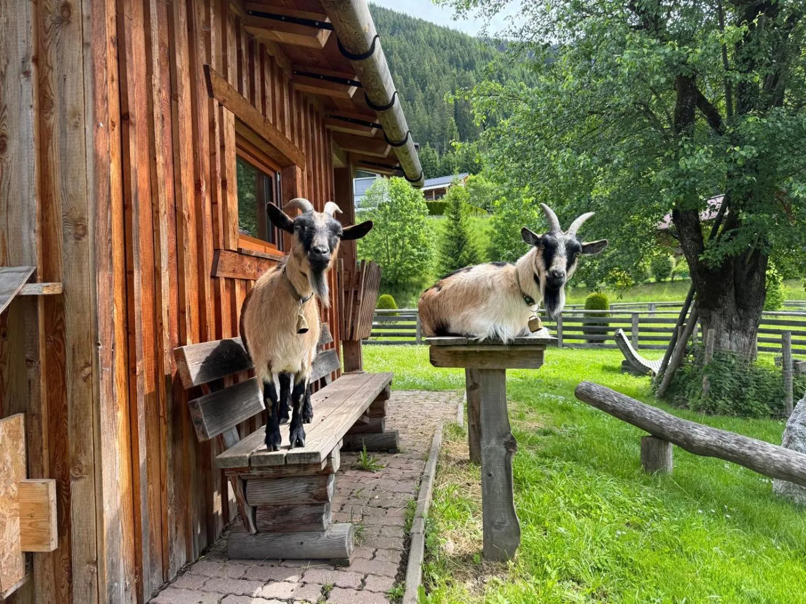 Animals in Appartements Zahnleiten