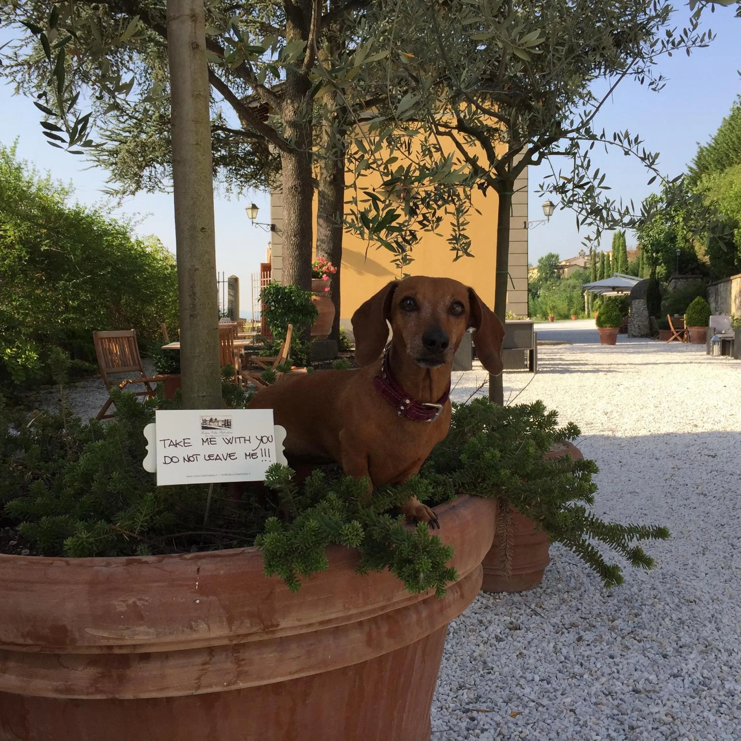 Pets in Relais Villa Belvedere
