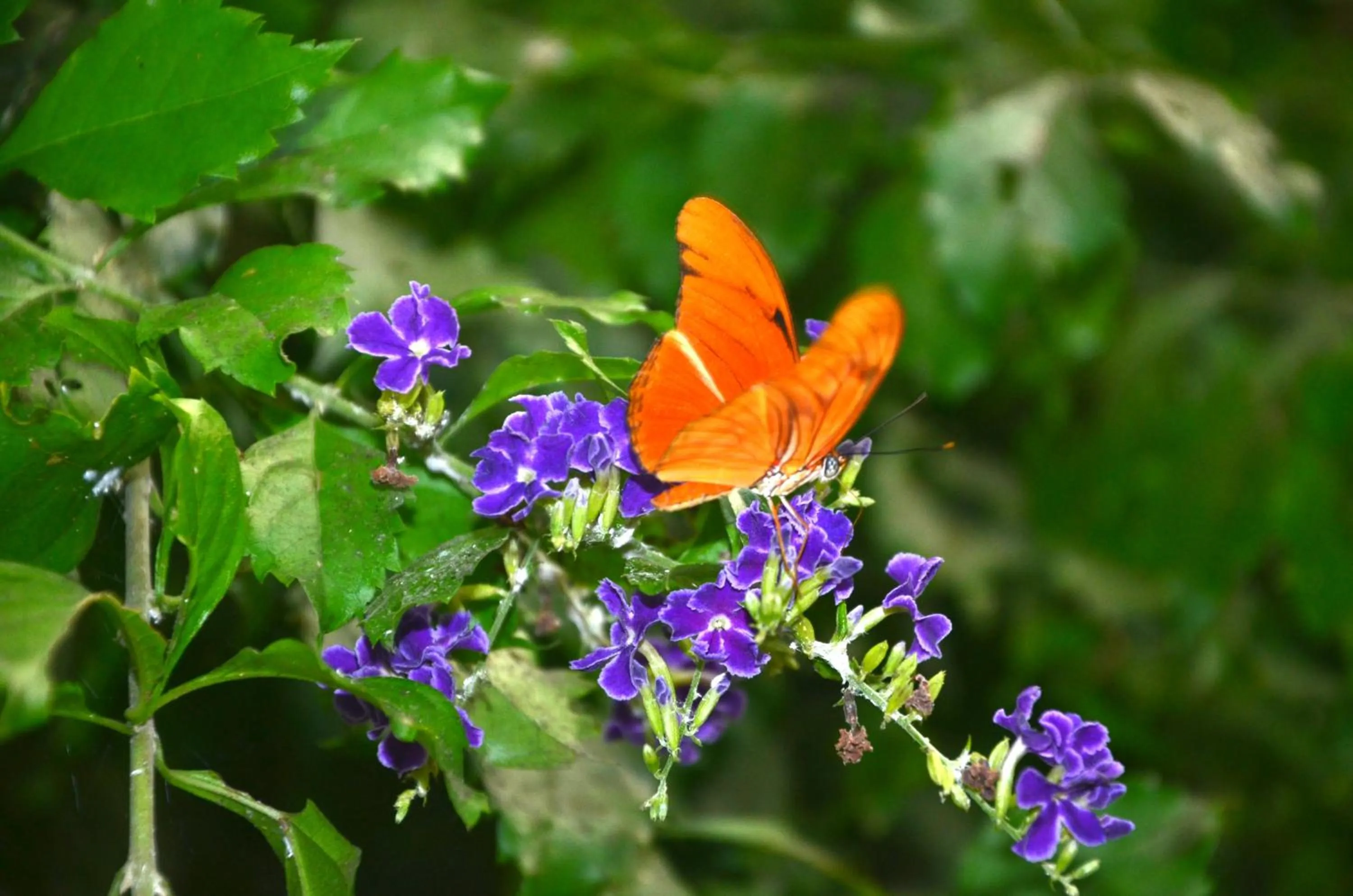 Spring in Cuevas Cortijo Gachas