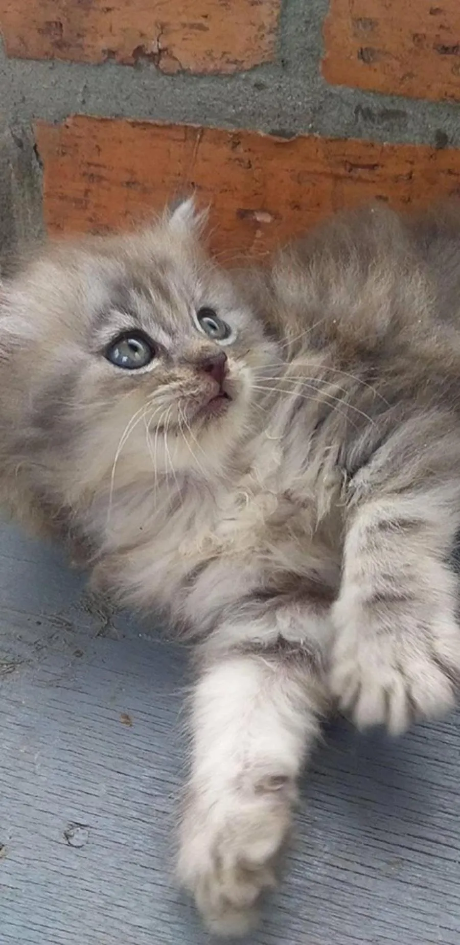 Pets in Seri Kenangan