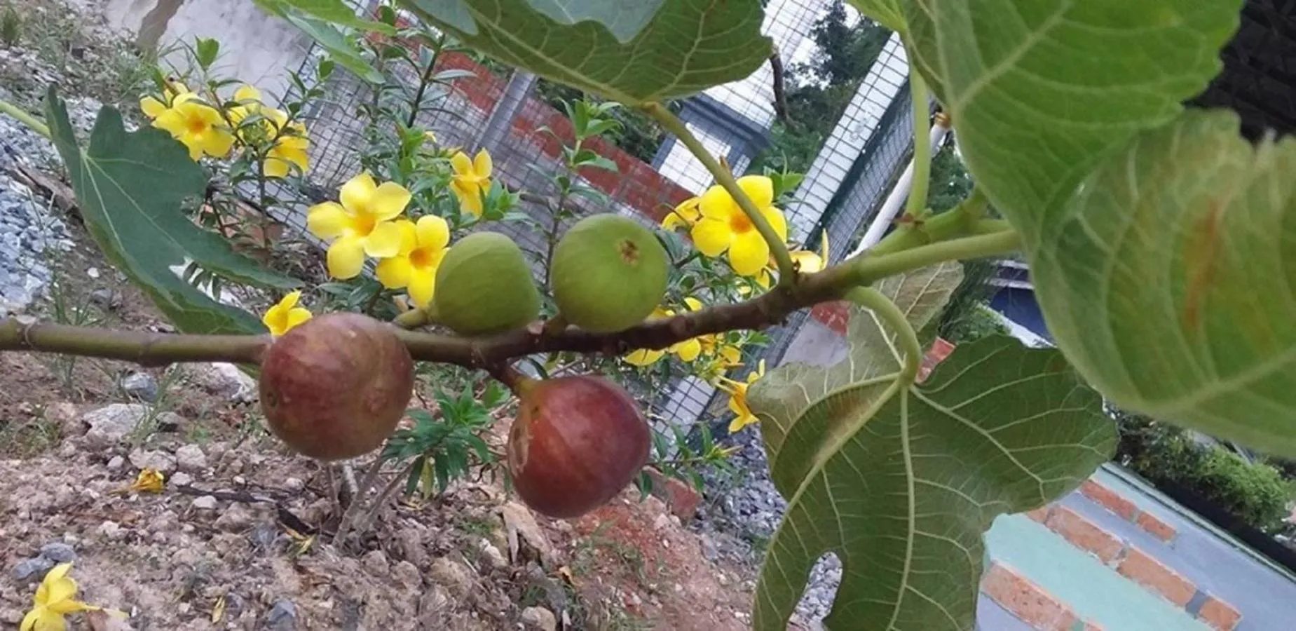 Garden in Seri Kenangan