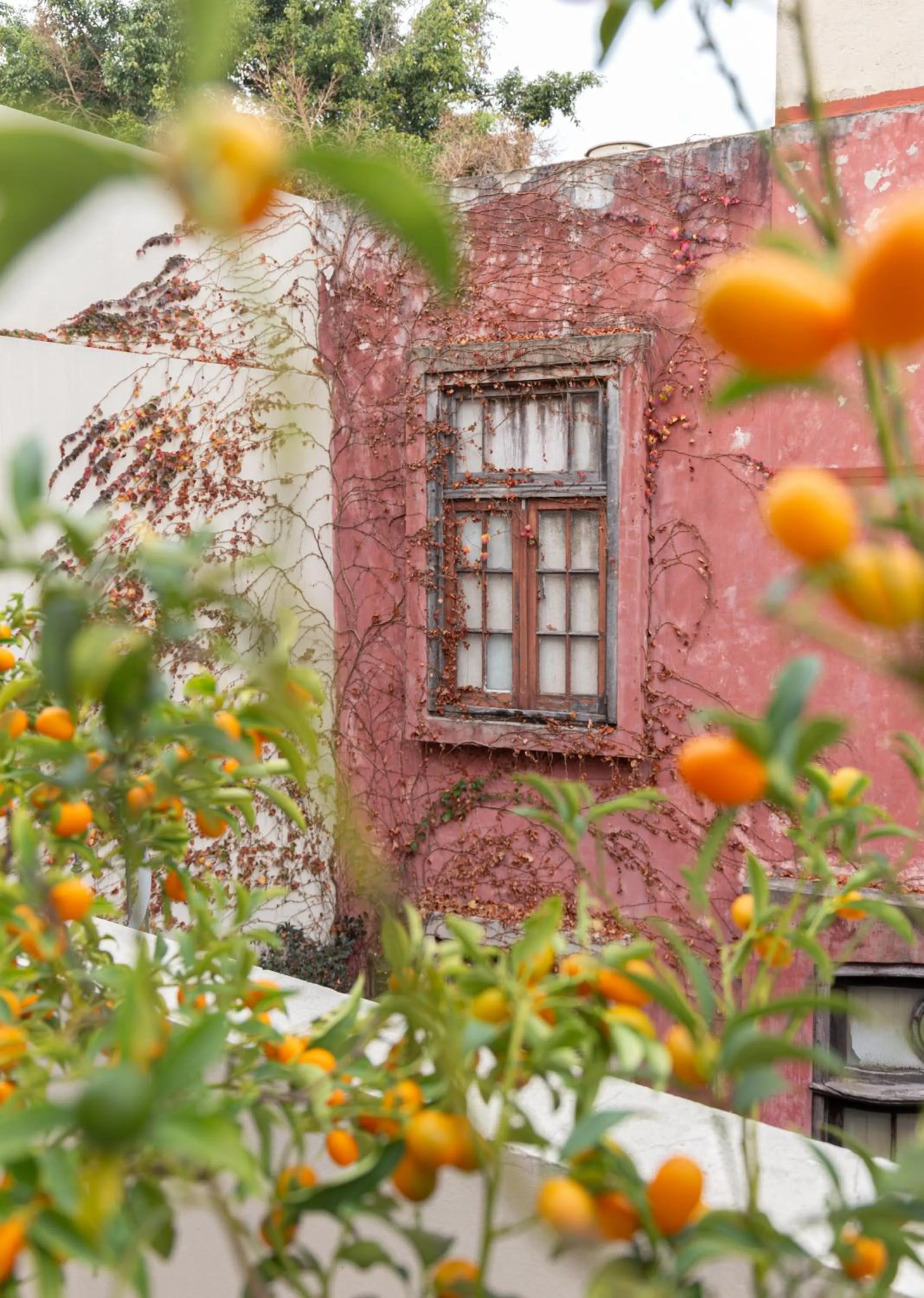 Garden view in Casa Chic Palermo Soho