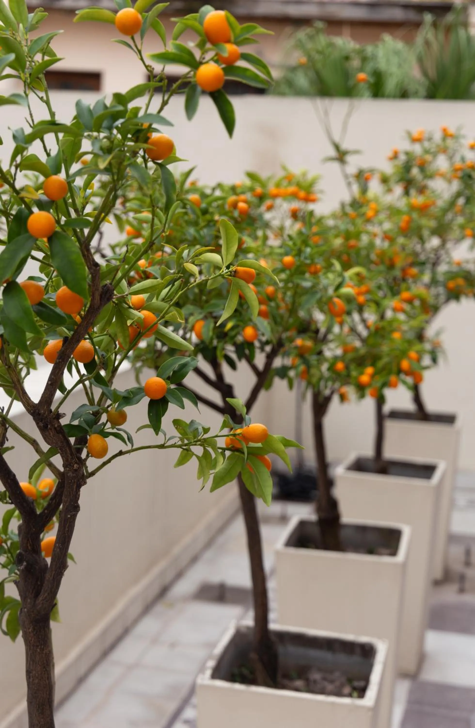 Balcony/Terrace in Casa Chic Palermo Soho
