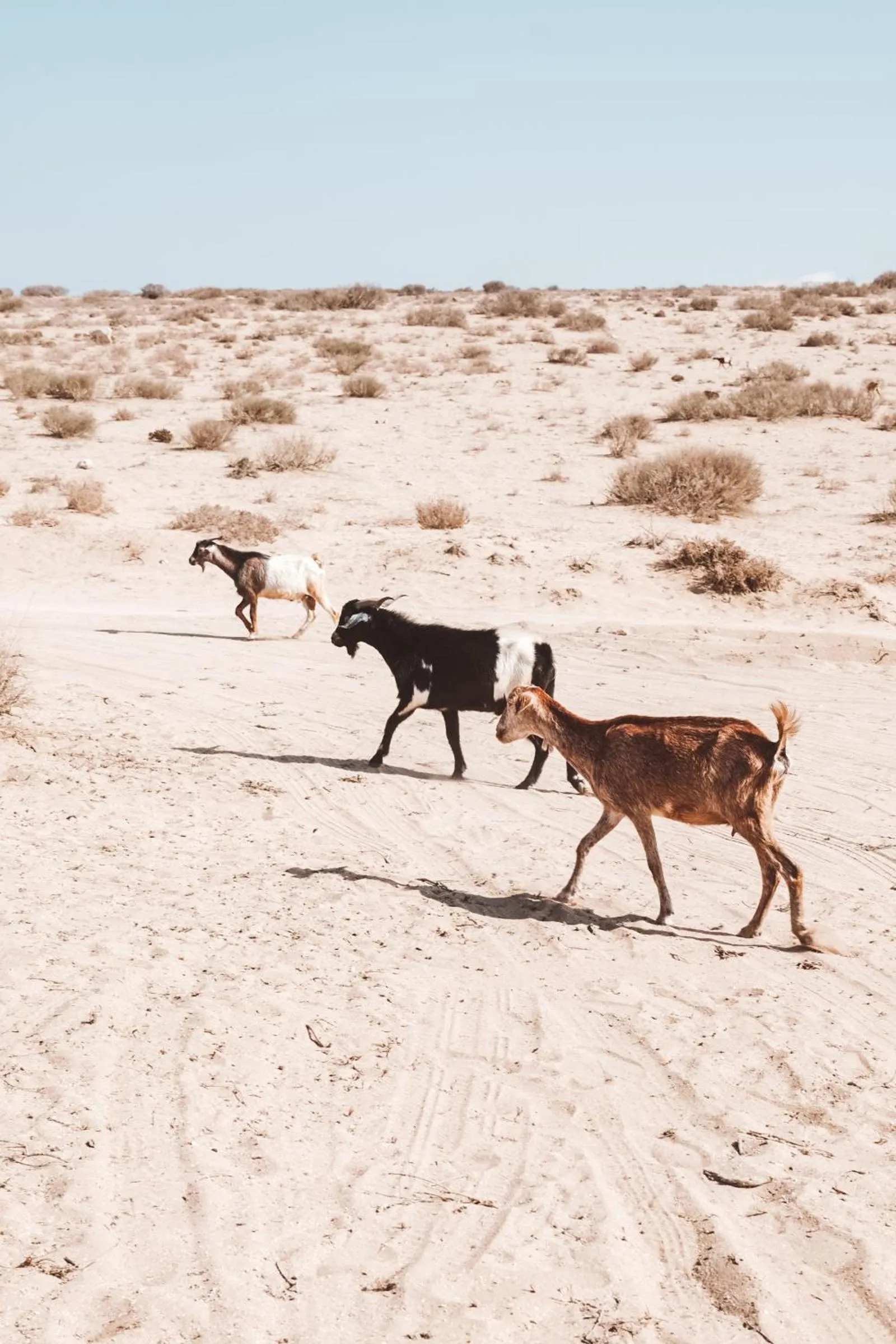 Animals in Maison Darna Guesthouse