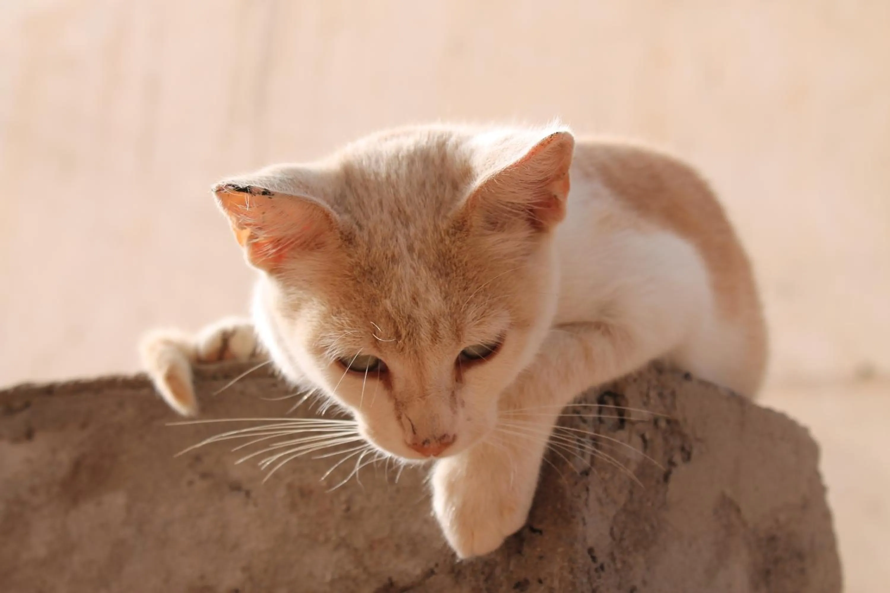 Pets in Maison Darna Guesthouse