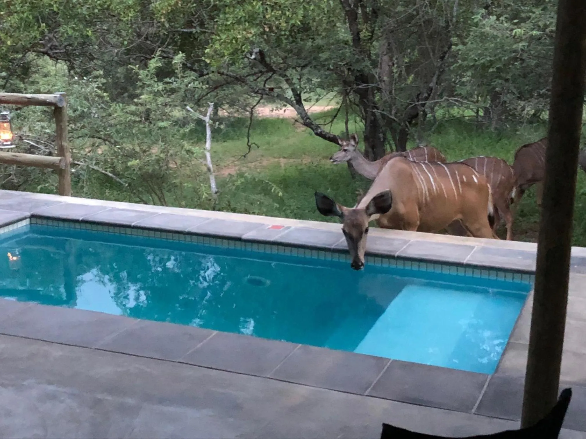 Swimming pool in Kruger Willows