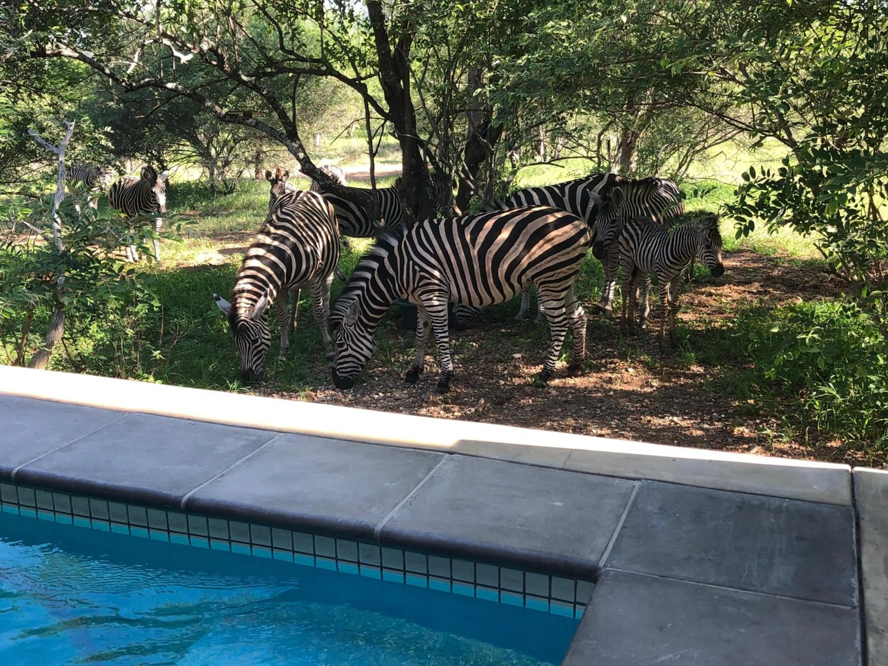 Swimming pool in Kruger Willows