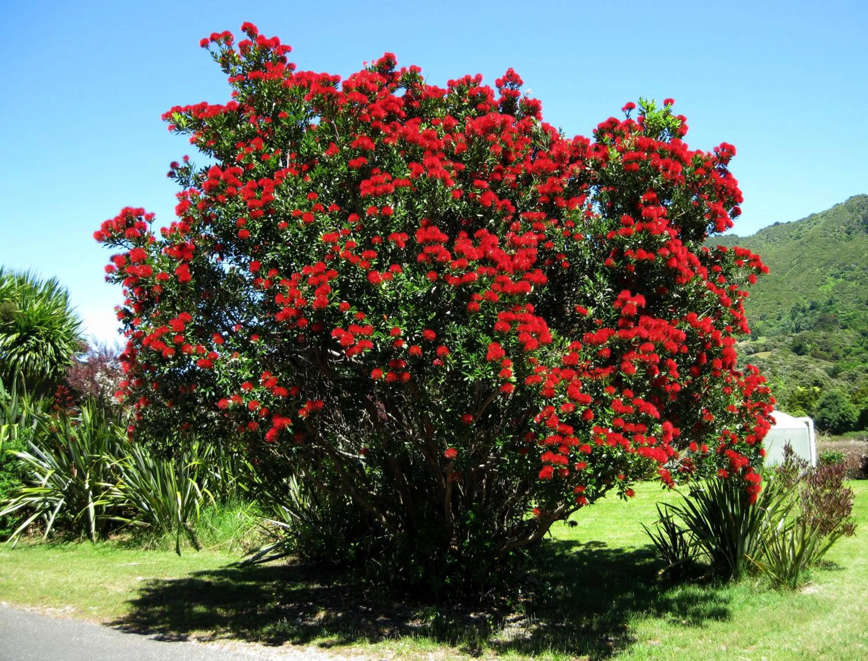 Garden in Twin Waters Lodge