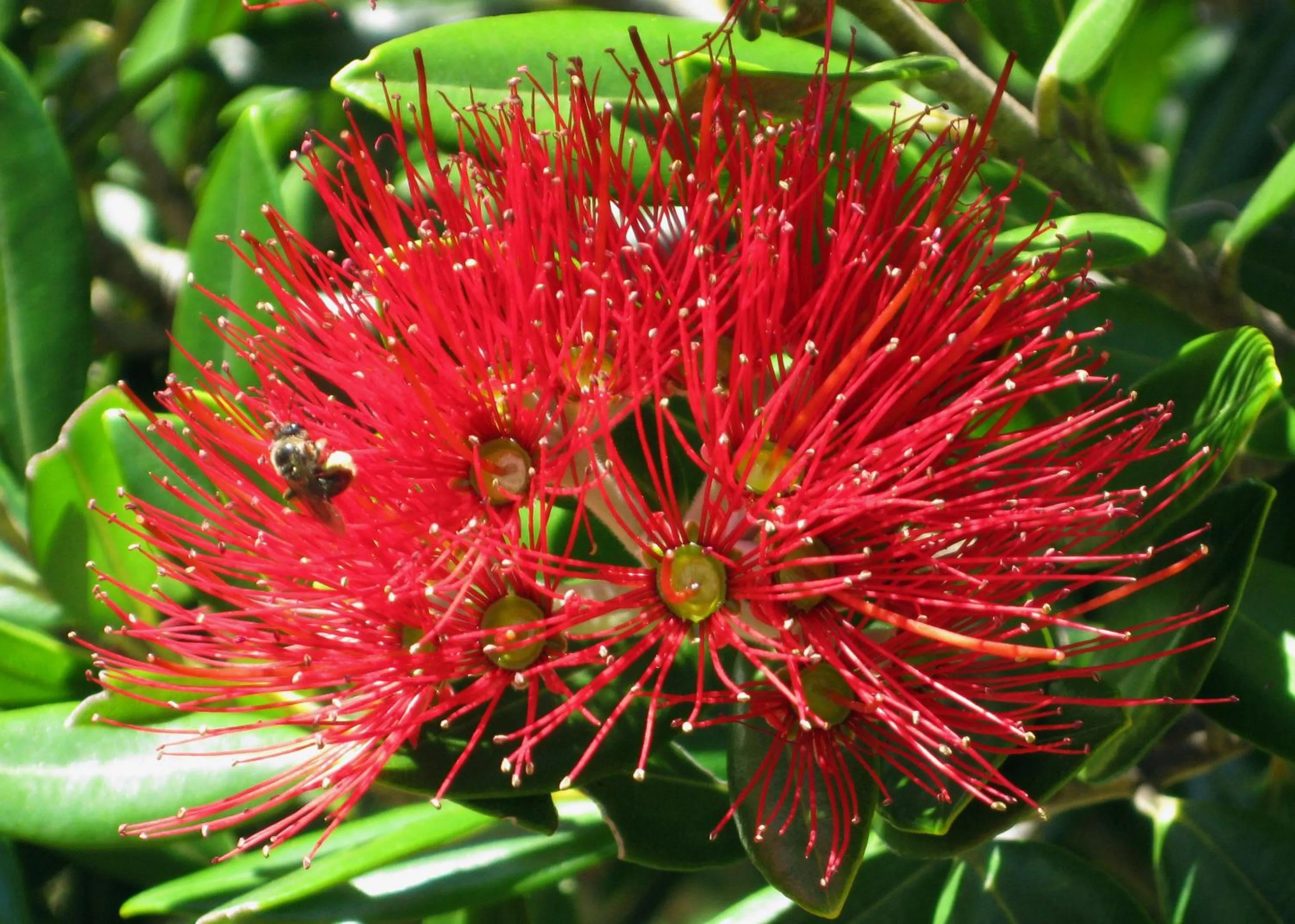 Garden in Twin Waters Lodge