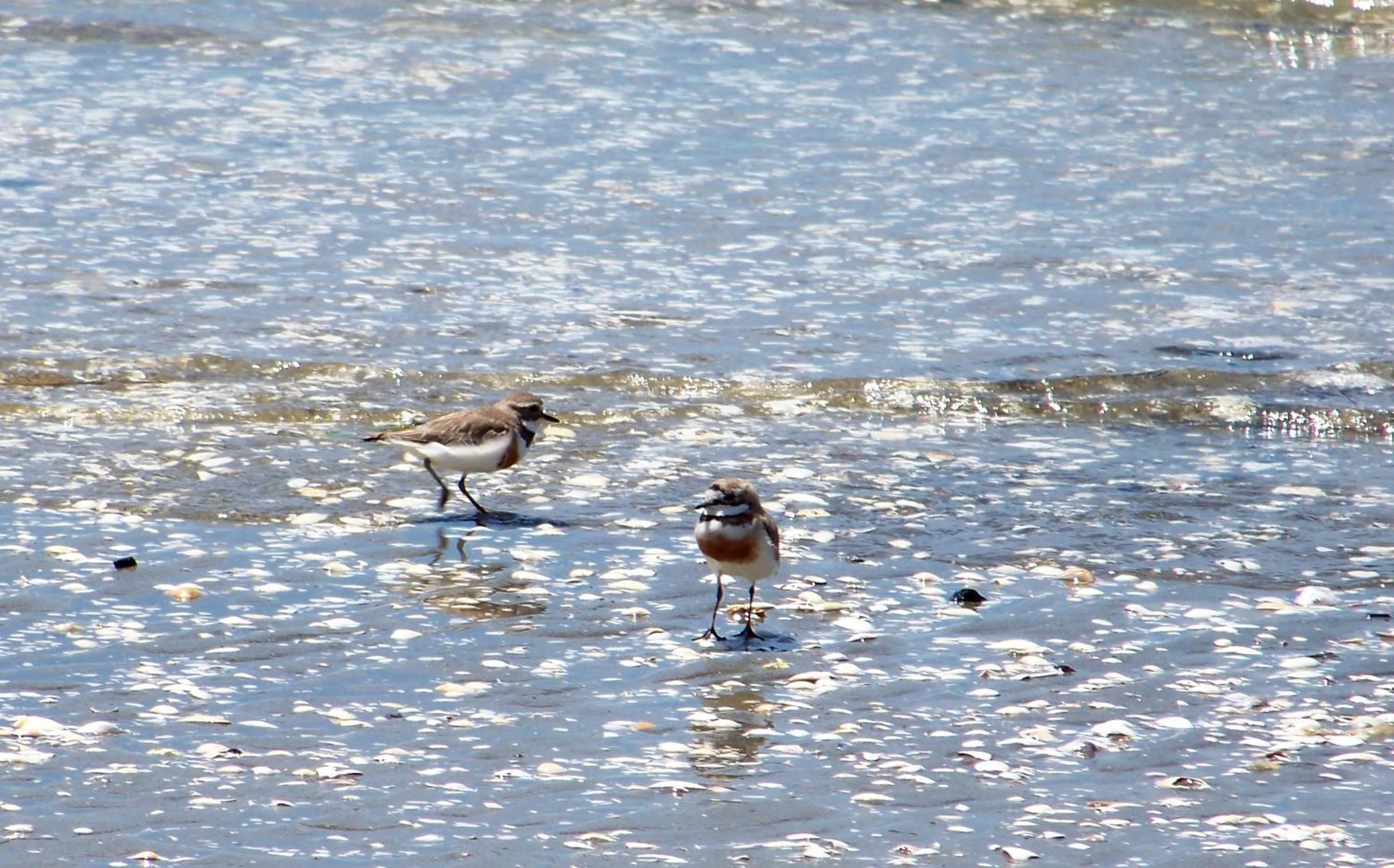 Animals in Twin Waters Lodge