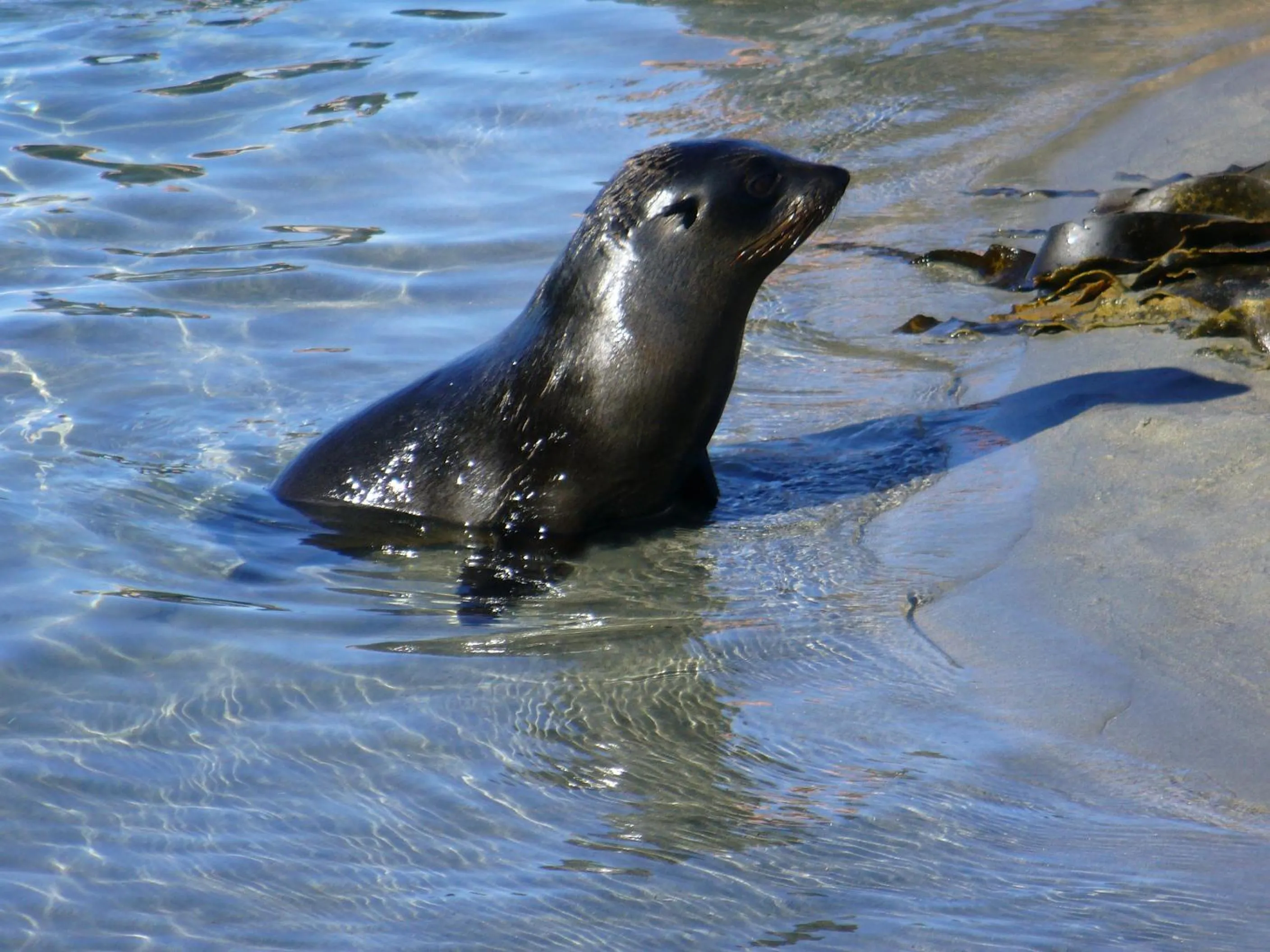 Animals in Twin Waters Lodge