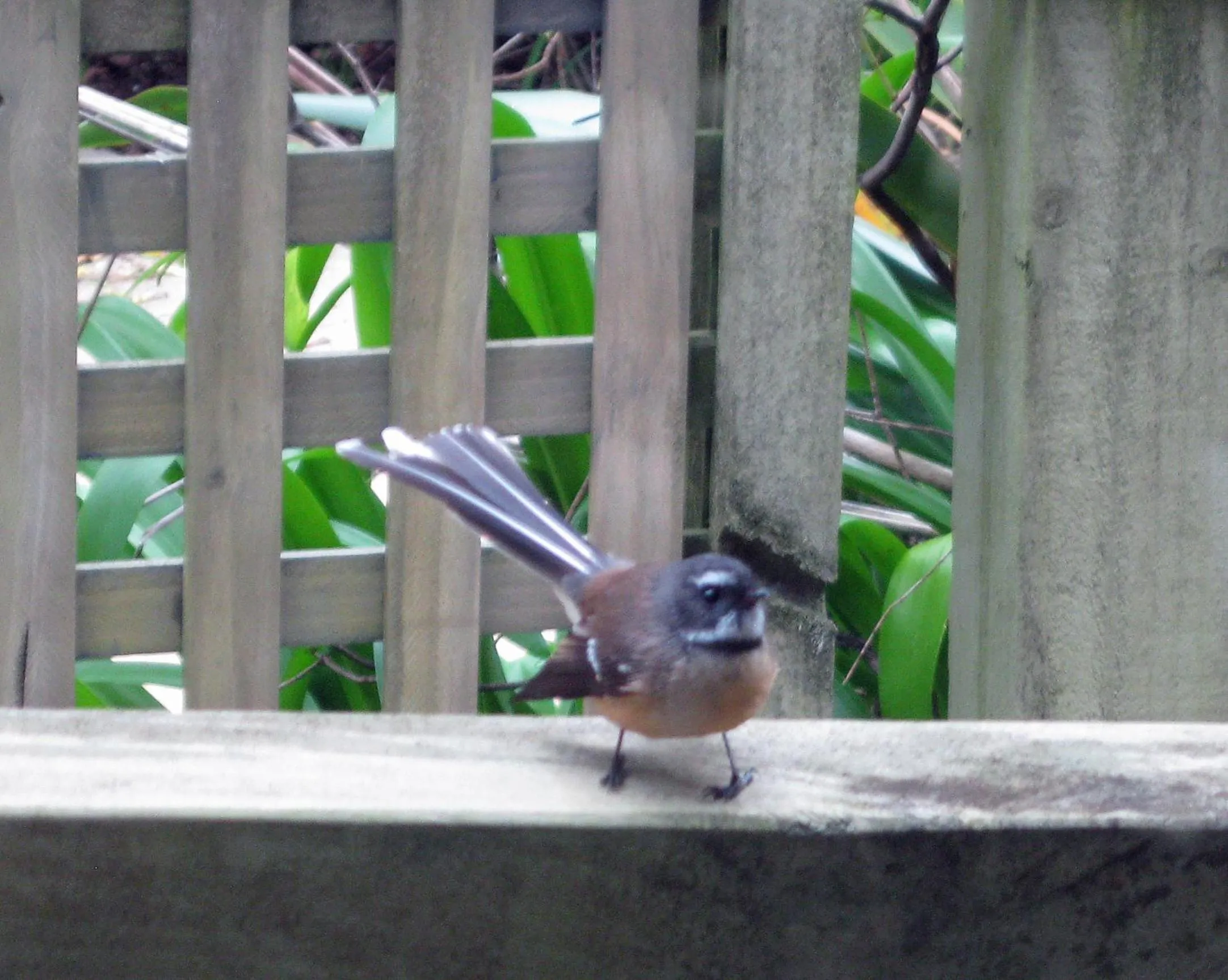 Animals in Twin Waters Lodge