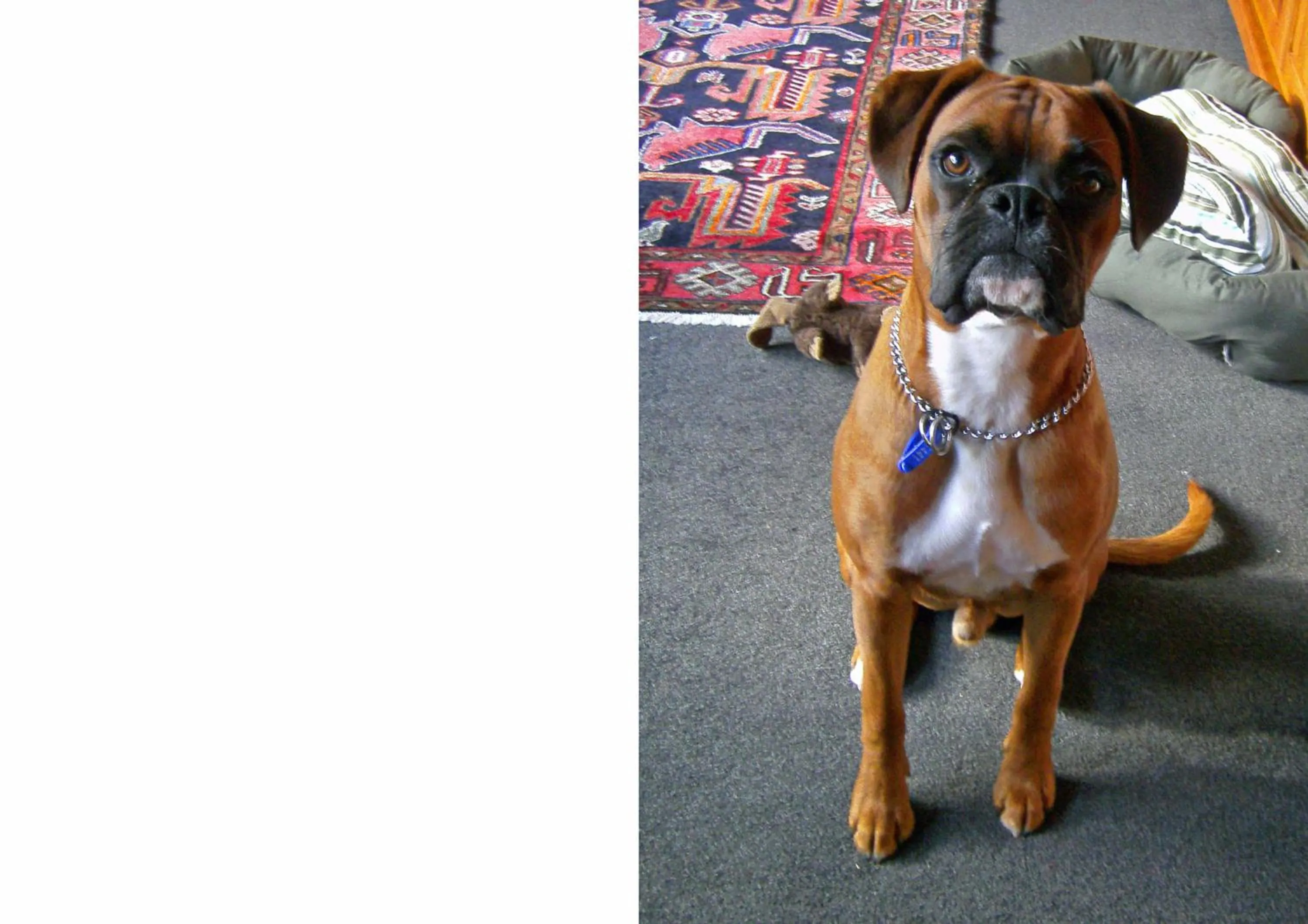 Pets in Twin Waters Lodge