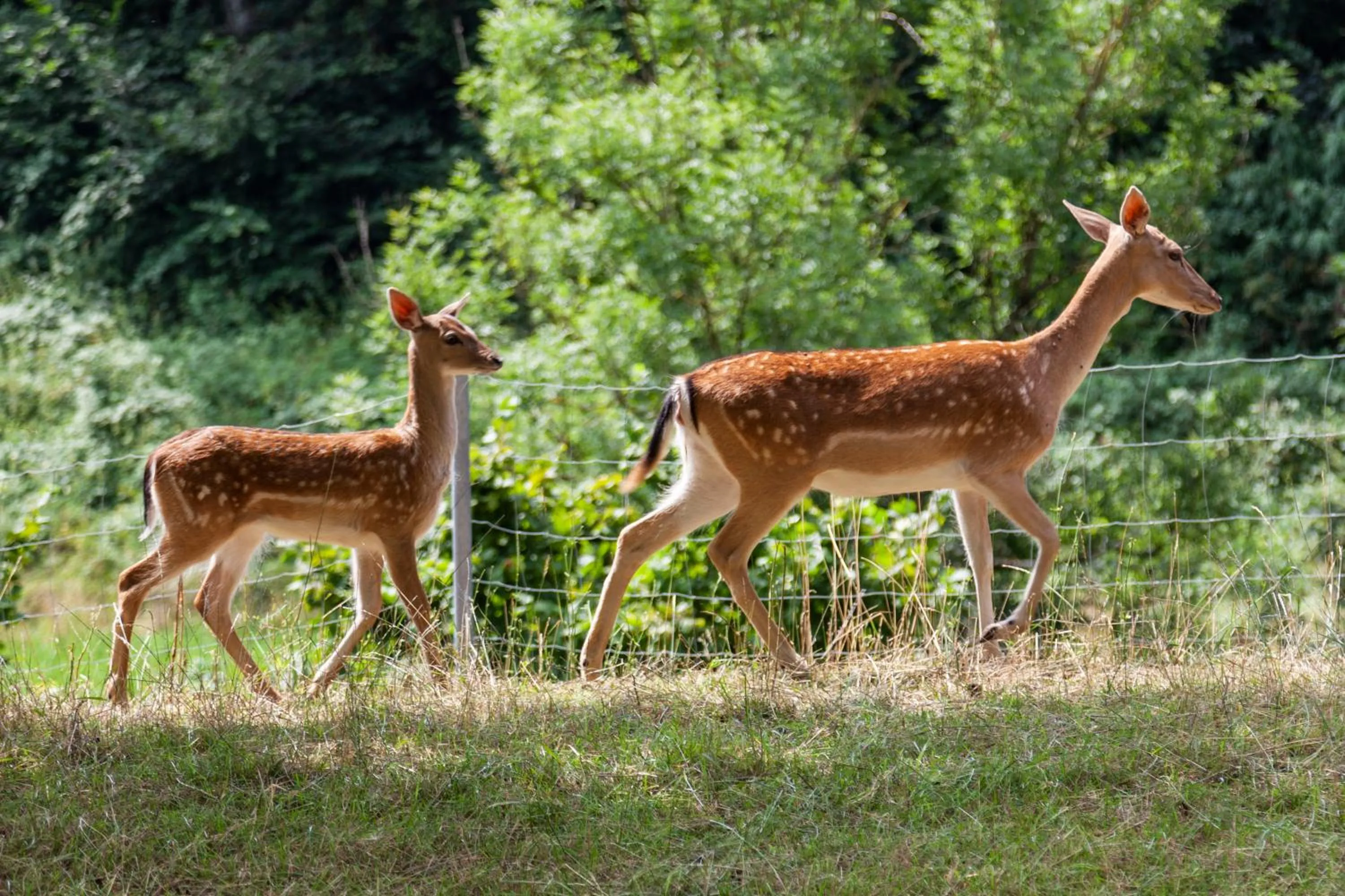 Animals in Bergwerksilo Herznach