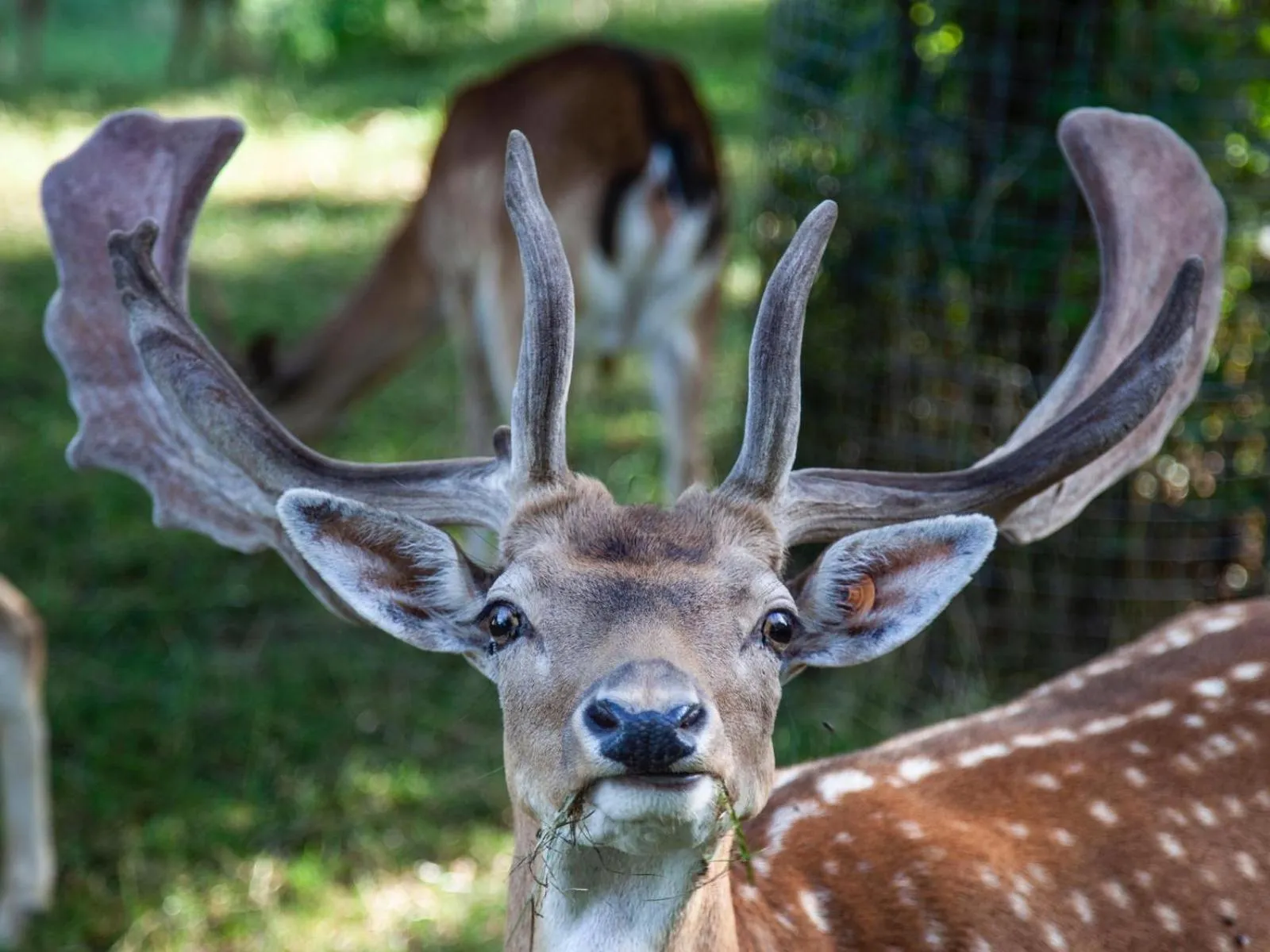Animals in Bergwerksilo Herznach
